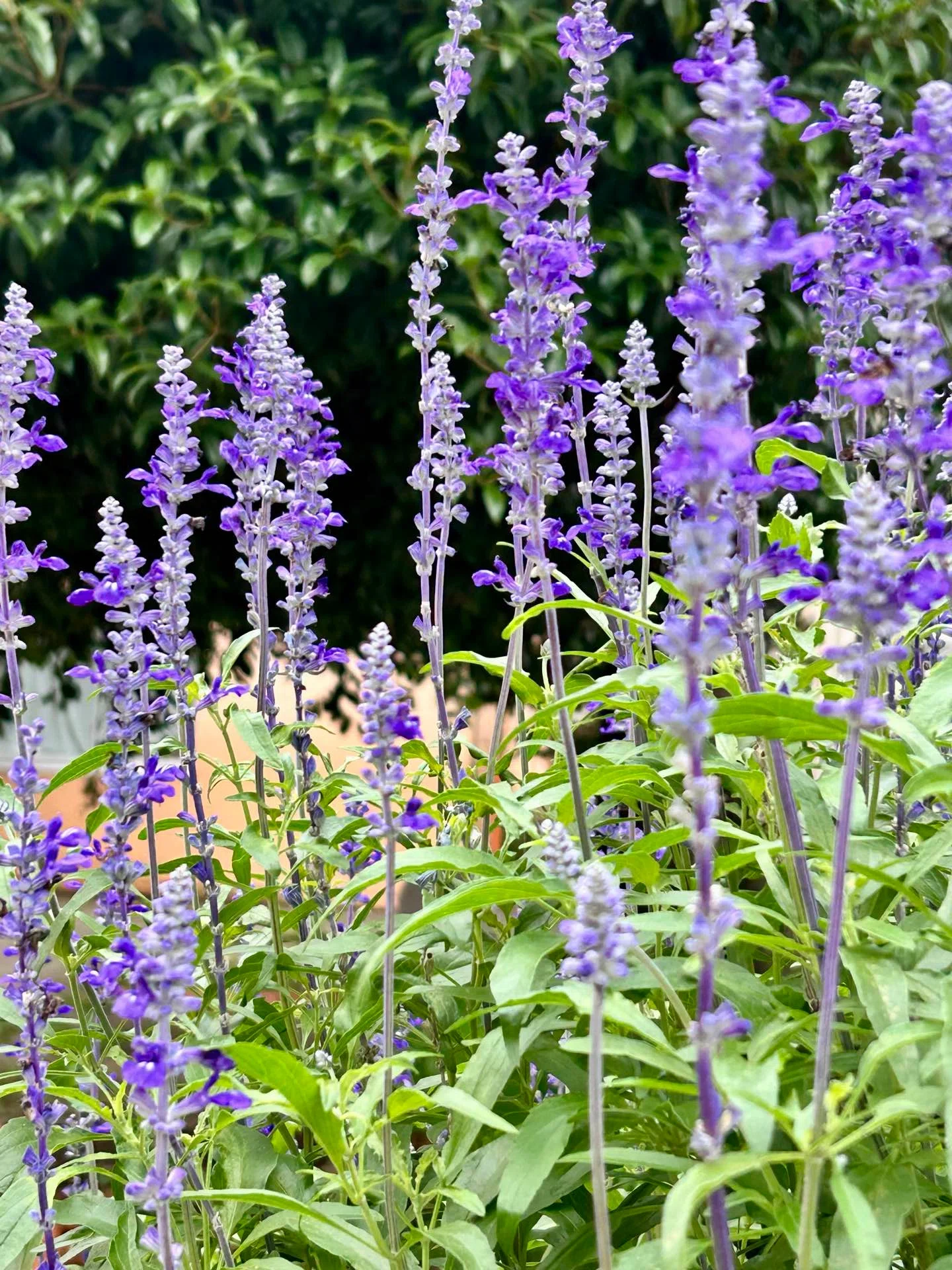 🪽大天使ザドキエル🪽とサルビア🪻の紫の炎のワーク💜で魂の目覚め