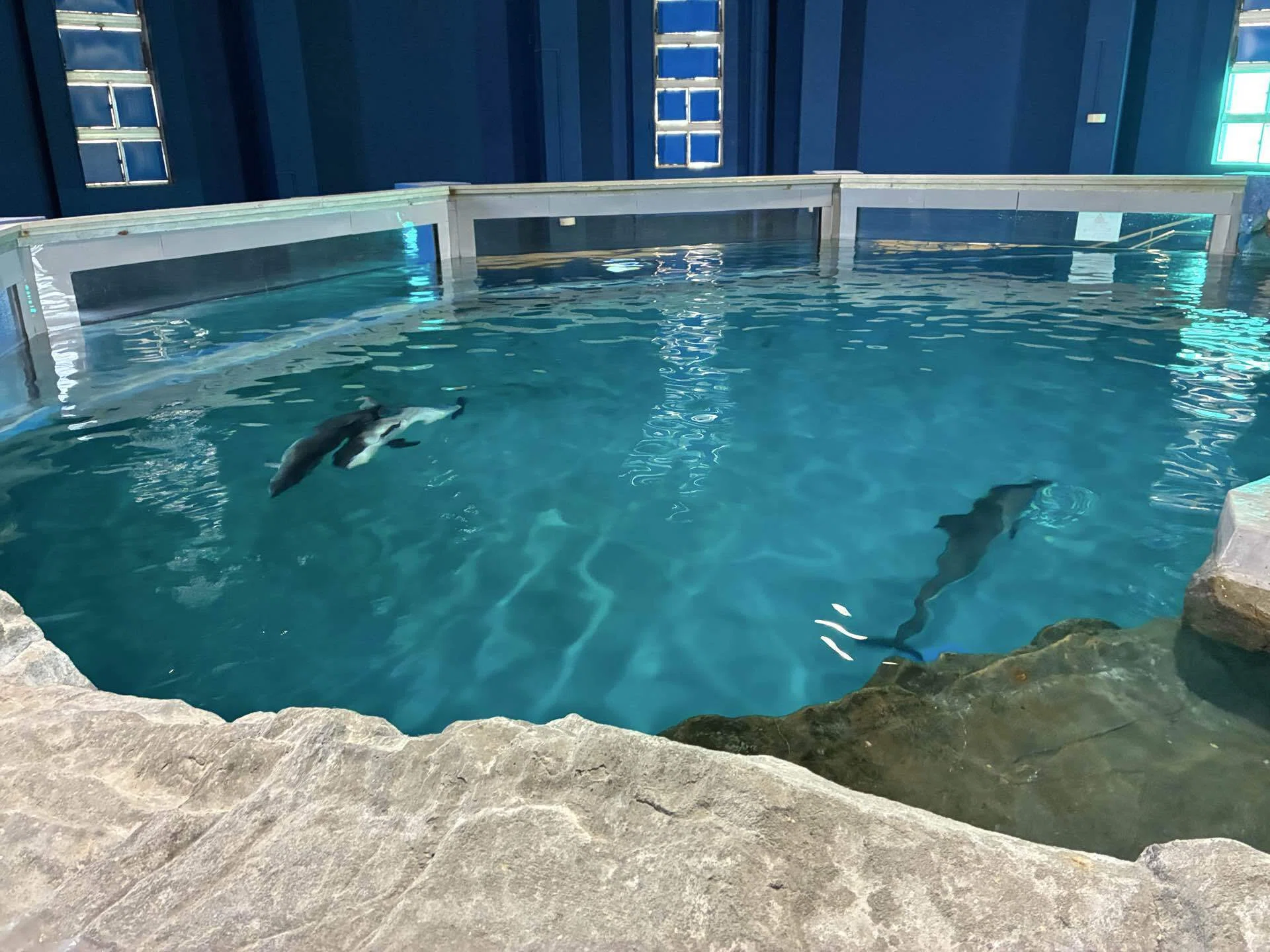 北海道編 イルカが近い。魚もデカい。オジサンは怖い｜ひでを