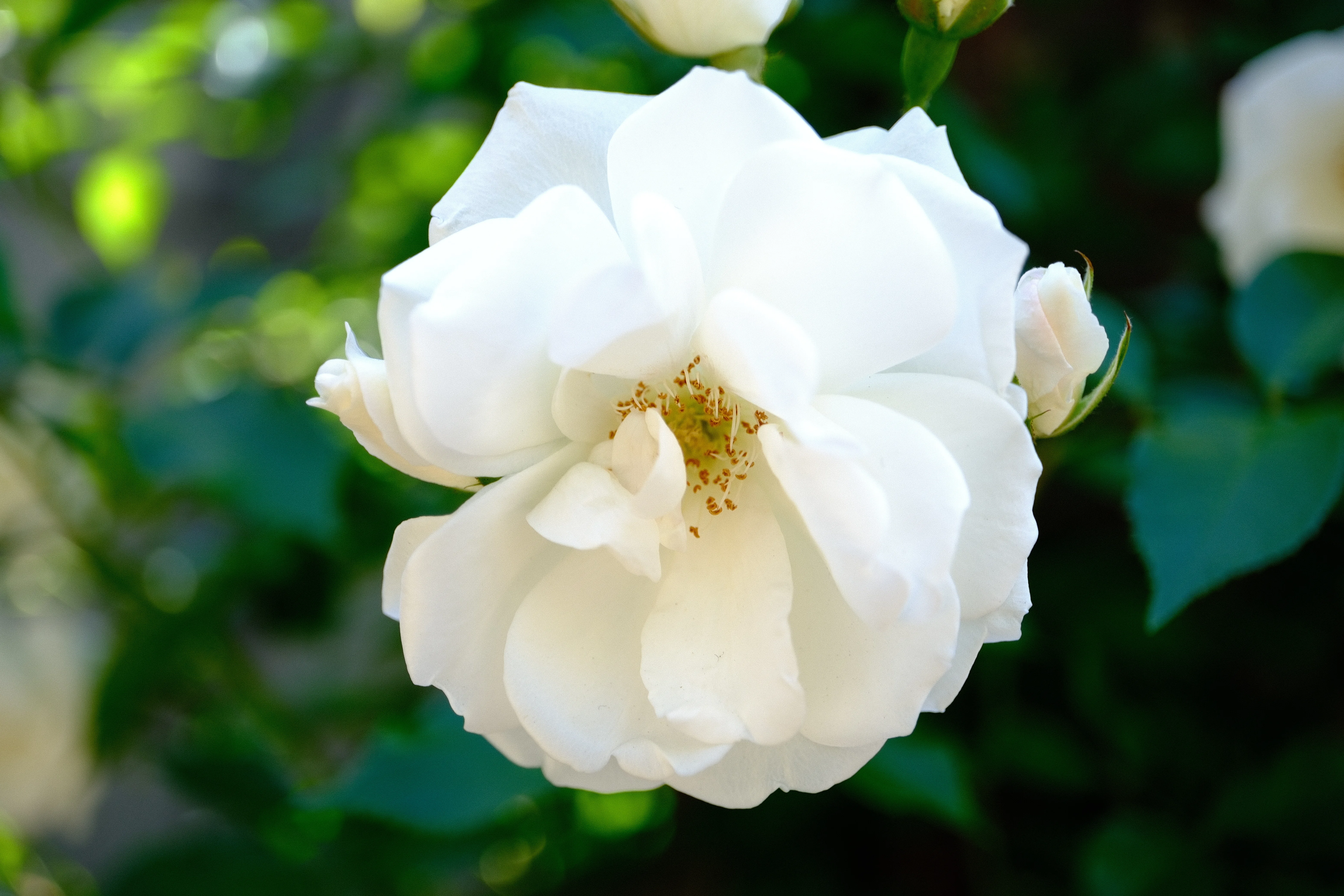 📷X-T30III × 🌹中之島バラ園 ｜ 🇬🇧つる・シュネービッチェン（Cl