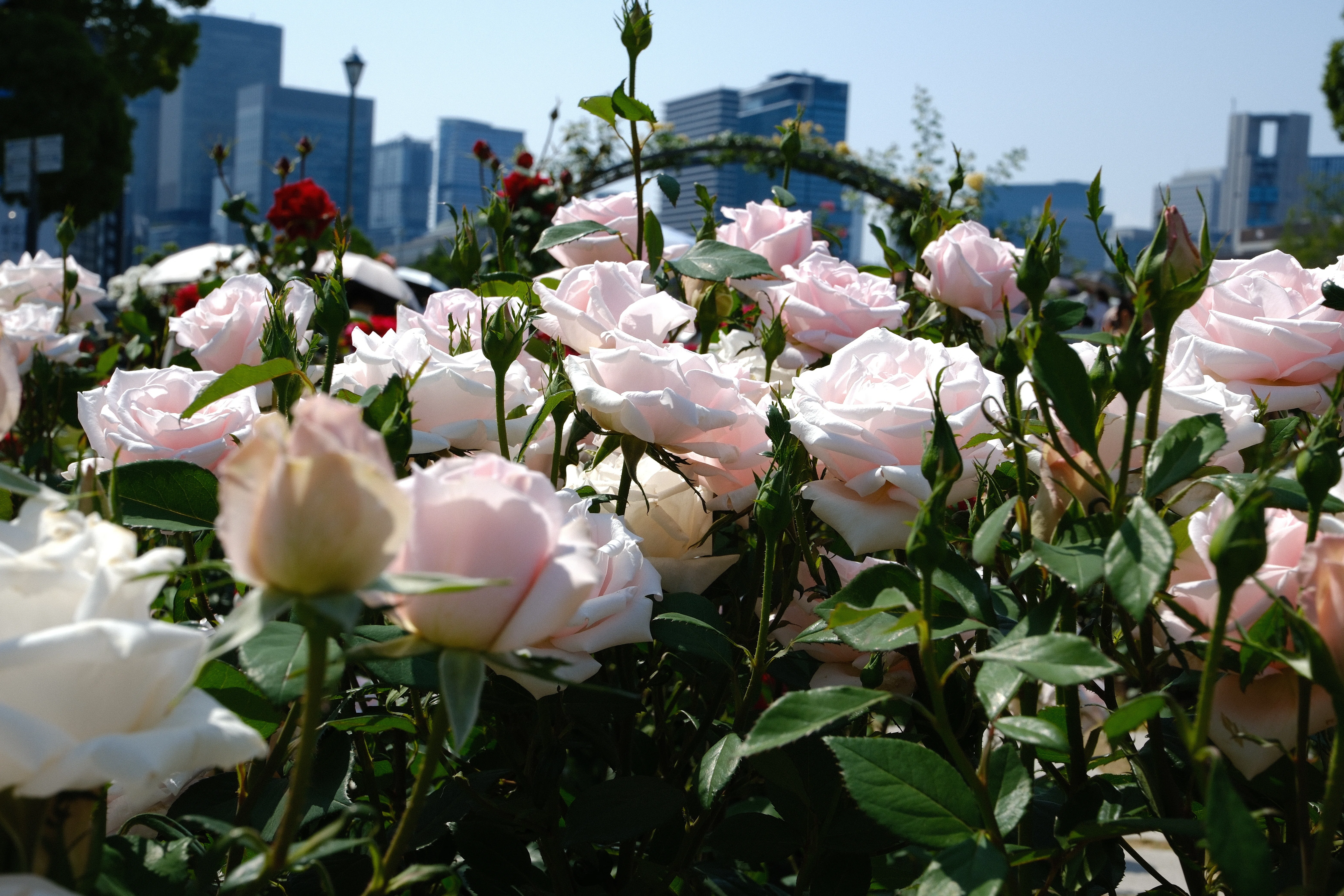 📷X-T30III × 🌹Nakanoshima Rose Garden | 🇩🇪Märchenkönigin｜ぱぽ