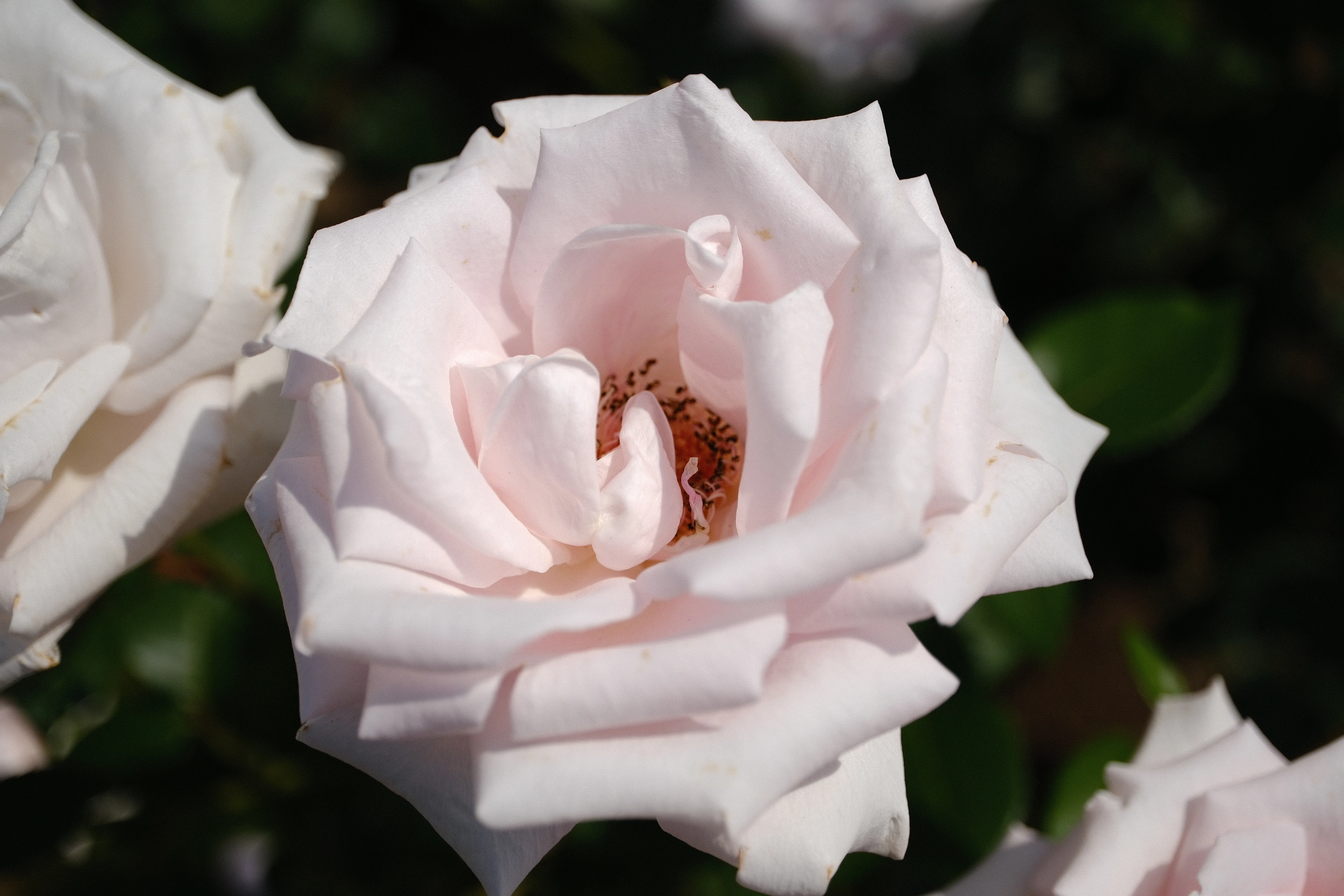 📷X-T30III × 🌹Nakanoshima Rose Garden | 🇩🇪Märchenkönigin｜ぱぽ