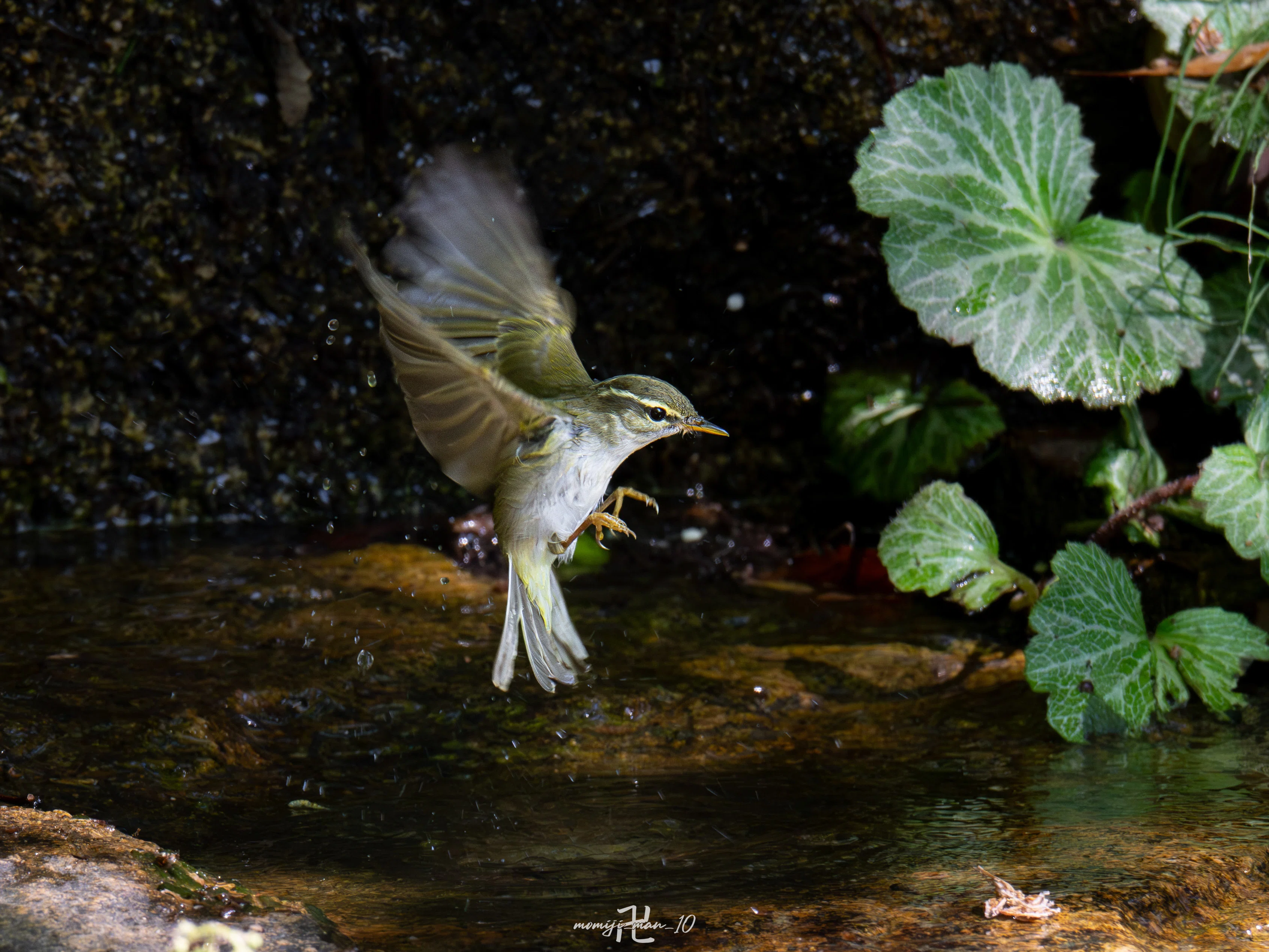 もっとみんなにNIKKOR Z 180-600mm f/5.6-6.3 VRの凄さを知ってもらい