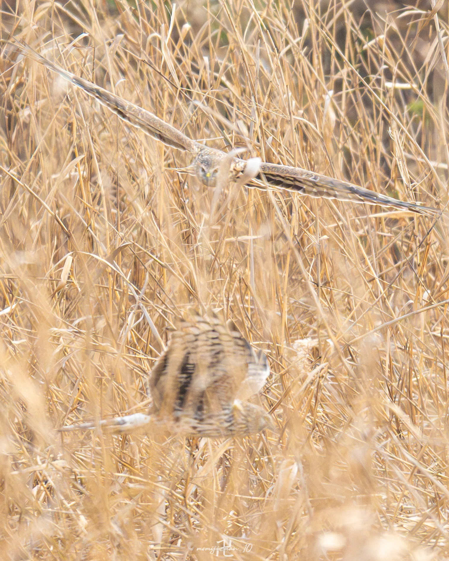 もっとみんなにNIKKOR Z 180-600mm f/5.6-6.3 VRの凄さを知ってもらい