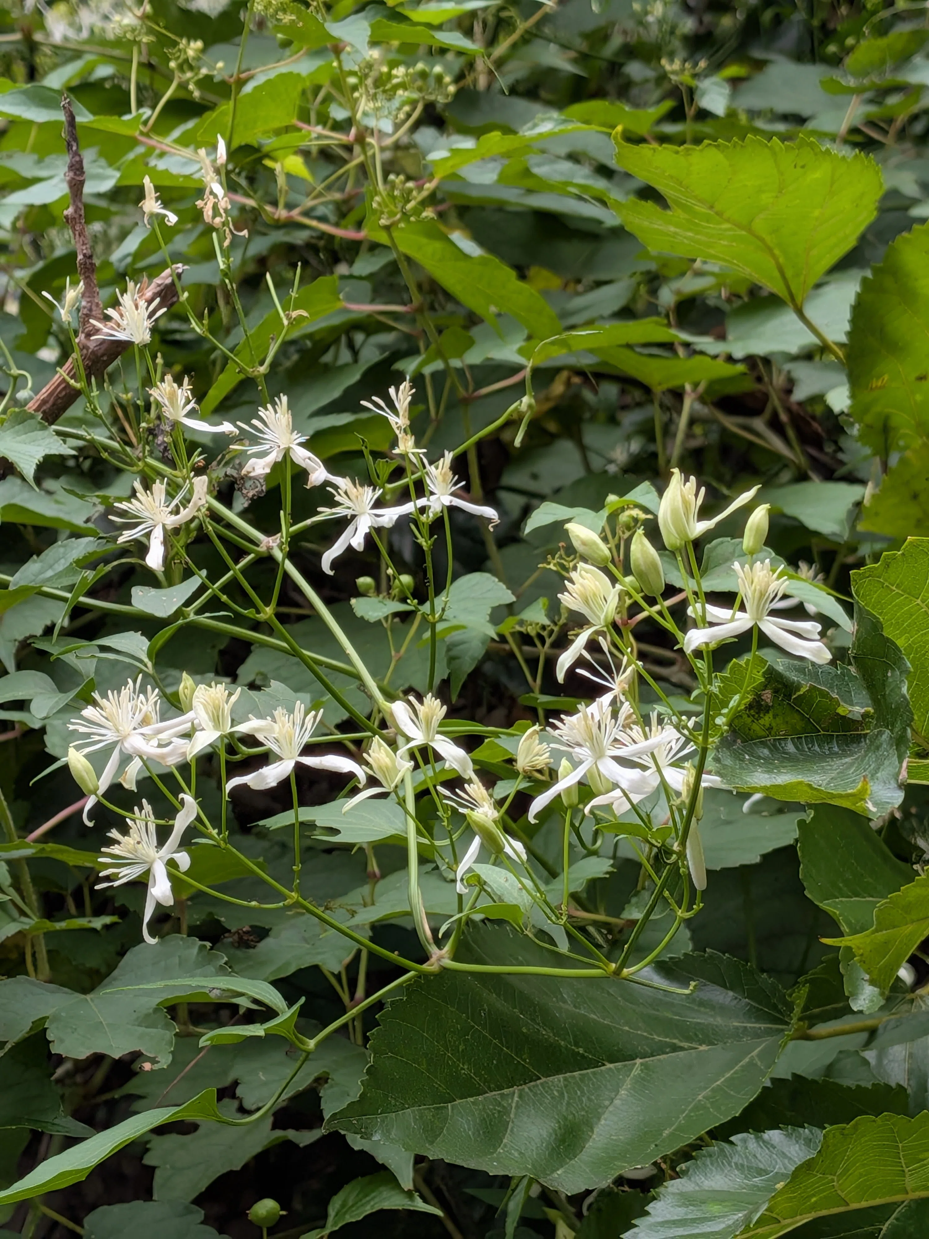 センニンソウの花｜月澄狸