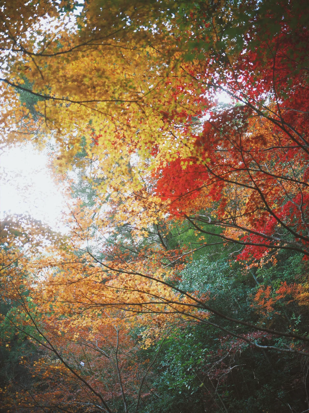 Words, changing their colors｜LILNSY