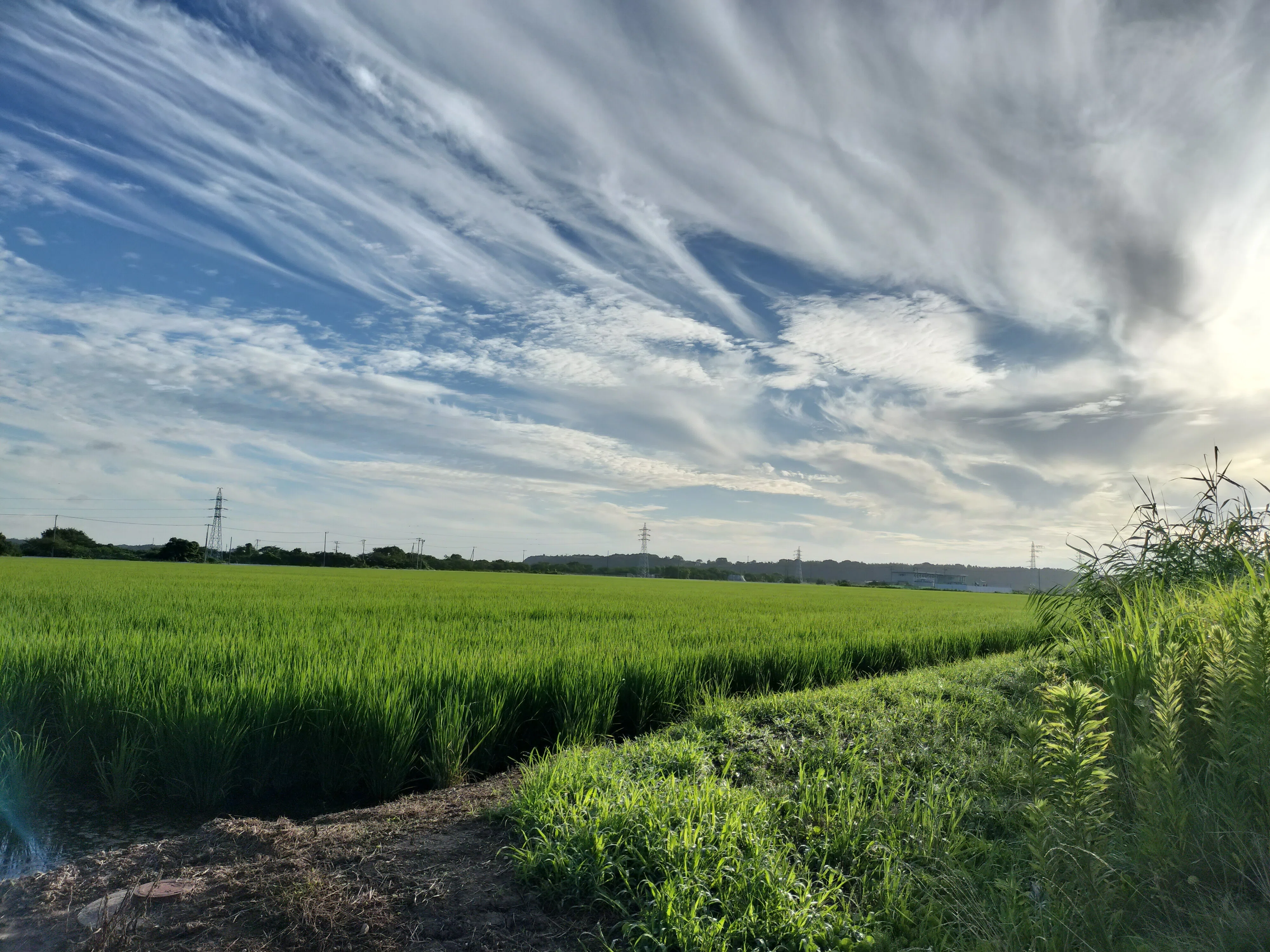 去年の夏の向日葵の写真。｜まる