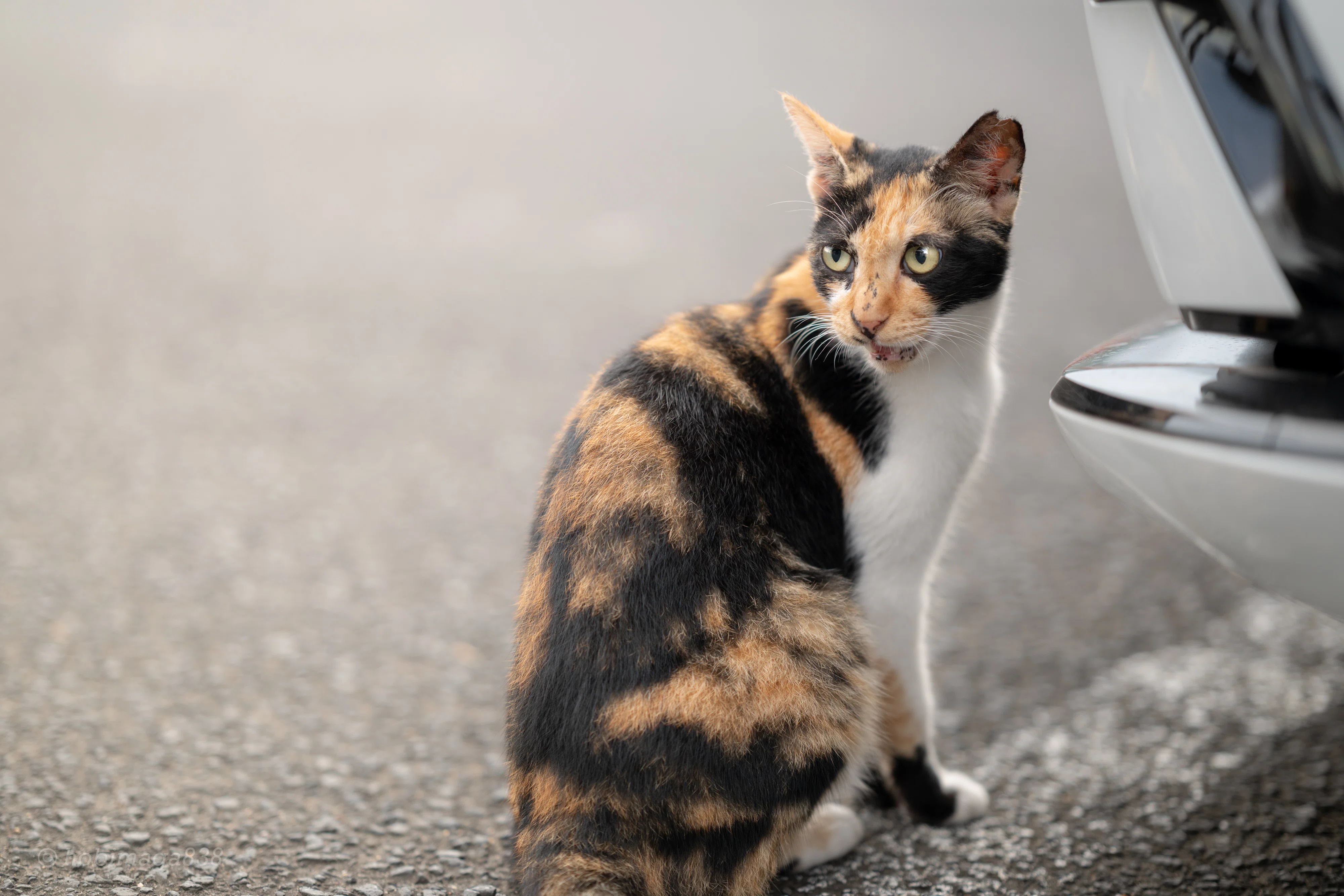 猫とおじいさん | Z85mm f1.8 S｜ほびマガ