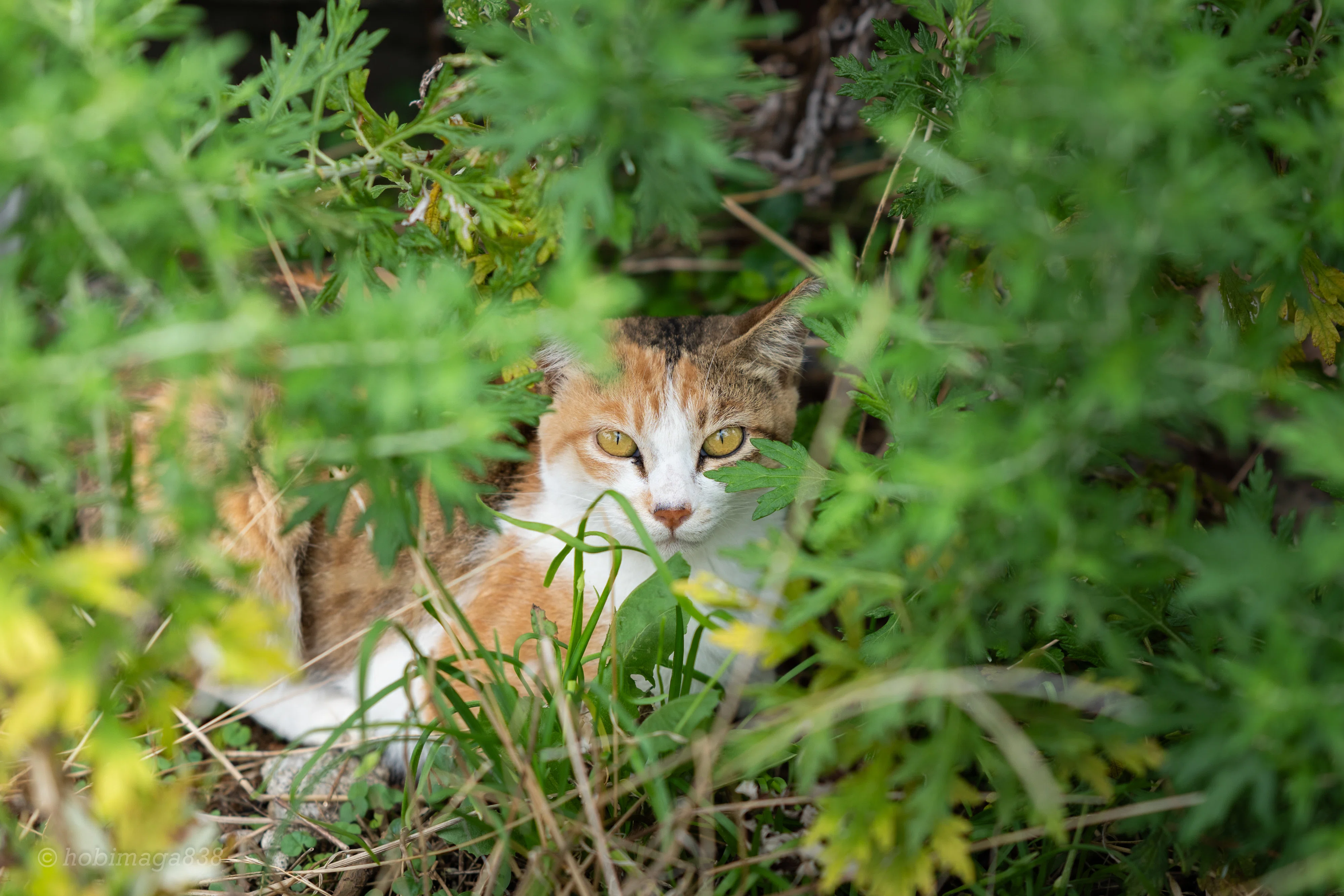 猫とおじいさん | Z85mm f1.8 S｜ほびマガ