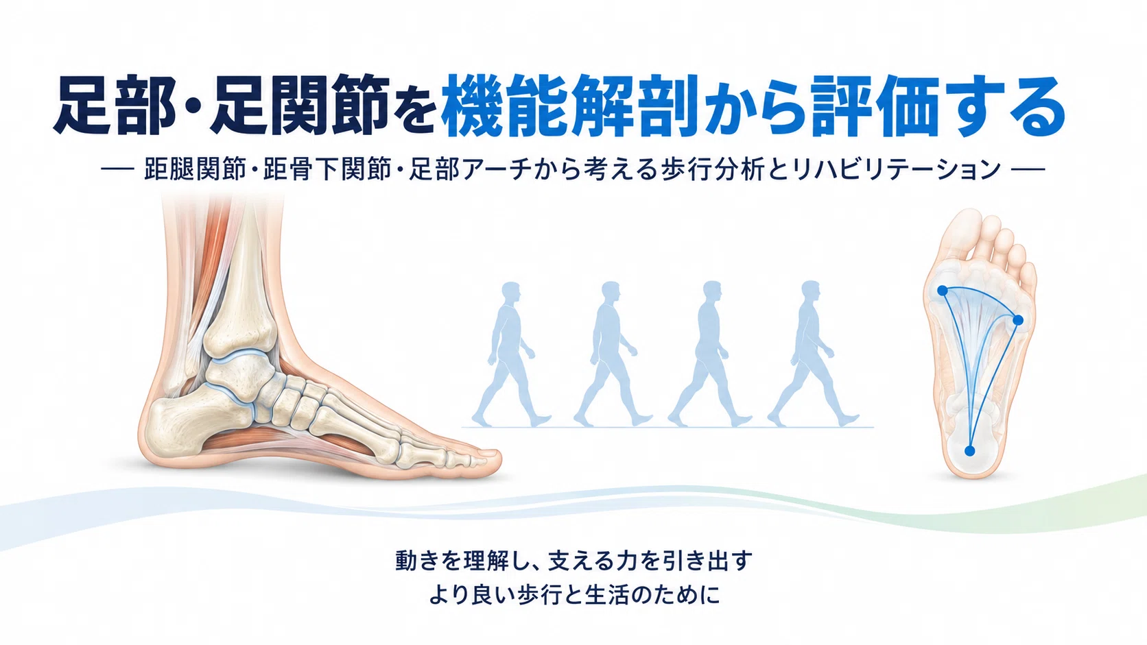 足部・足関節の機能解剖と評価｜距腿関節・距骨下関節・足部アーチから