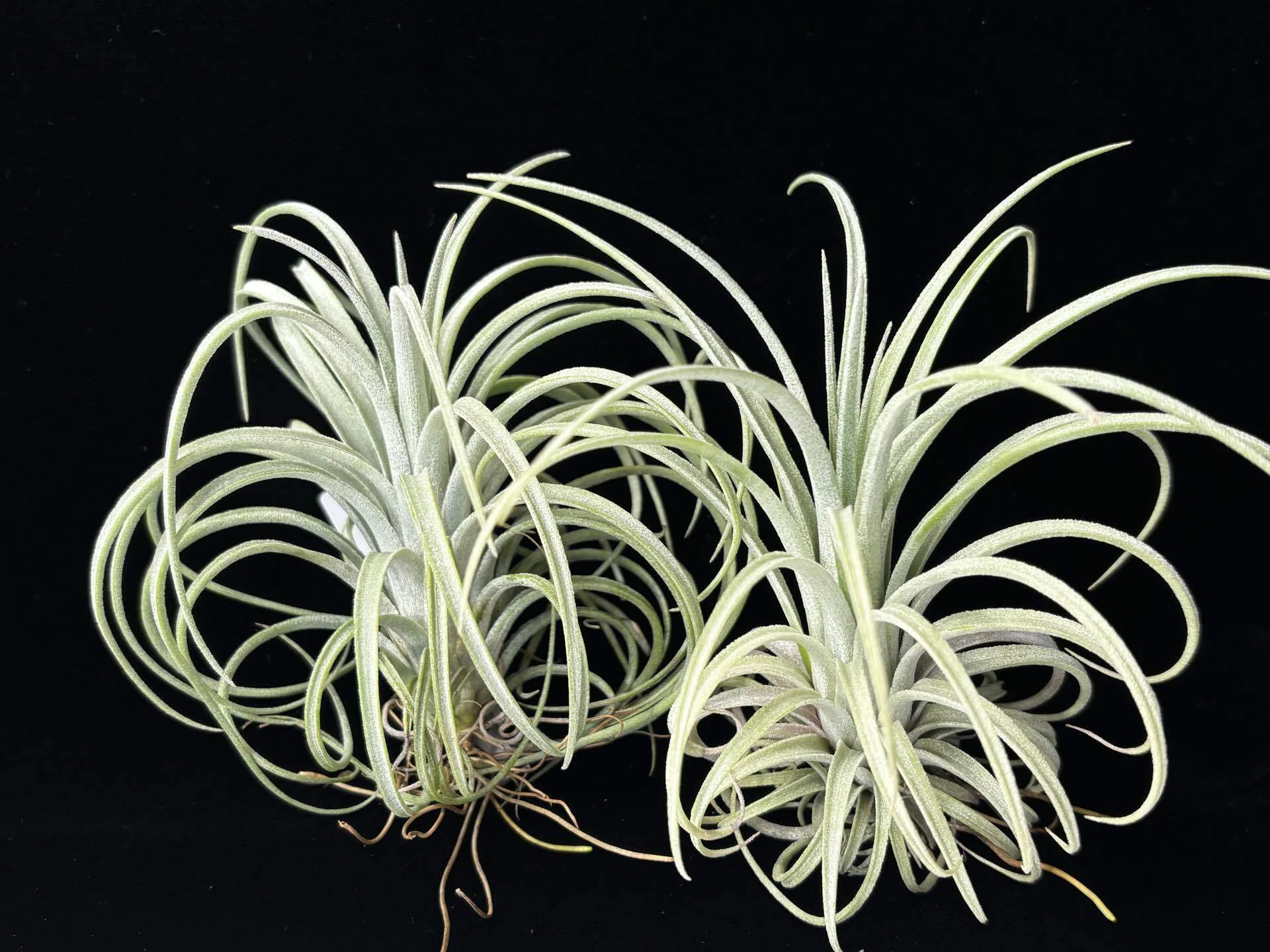 ブロメリア・エアープランツ Tillandsia exserta x ionantha'Ron' YCB exserta x ionantha'Ron' #J1559 from YCB nursery｜sioncolorwheel