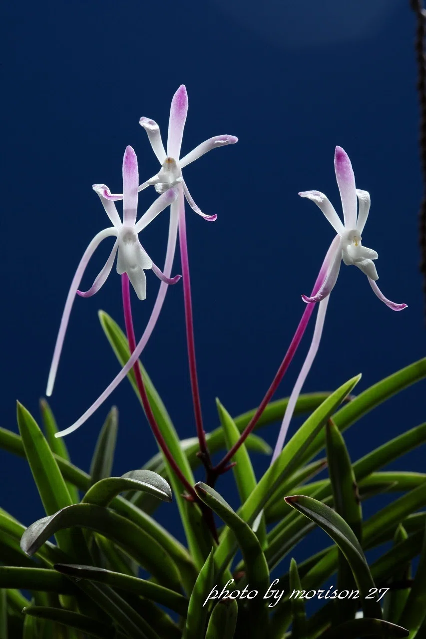 富貴蘭「朱天王(槇の木付け）」の花(過去の画像倉庫から)｜KJ Morison
