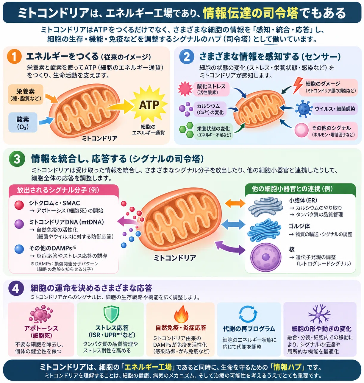 エネルギー工場から『細胞の司令塔』へ：ミトコンドリアが先導する