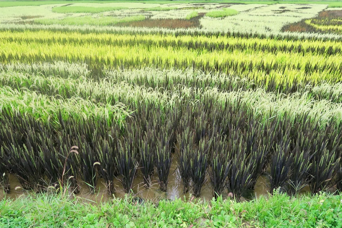Paddy Rice Color The More It Ripens, the More the Art Shines: A Tour of 'Rice Paddy Art ...