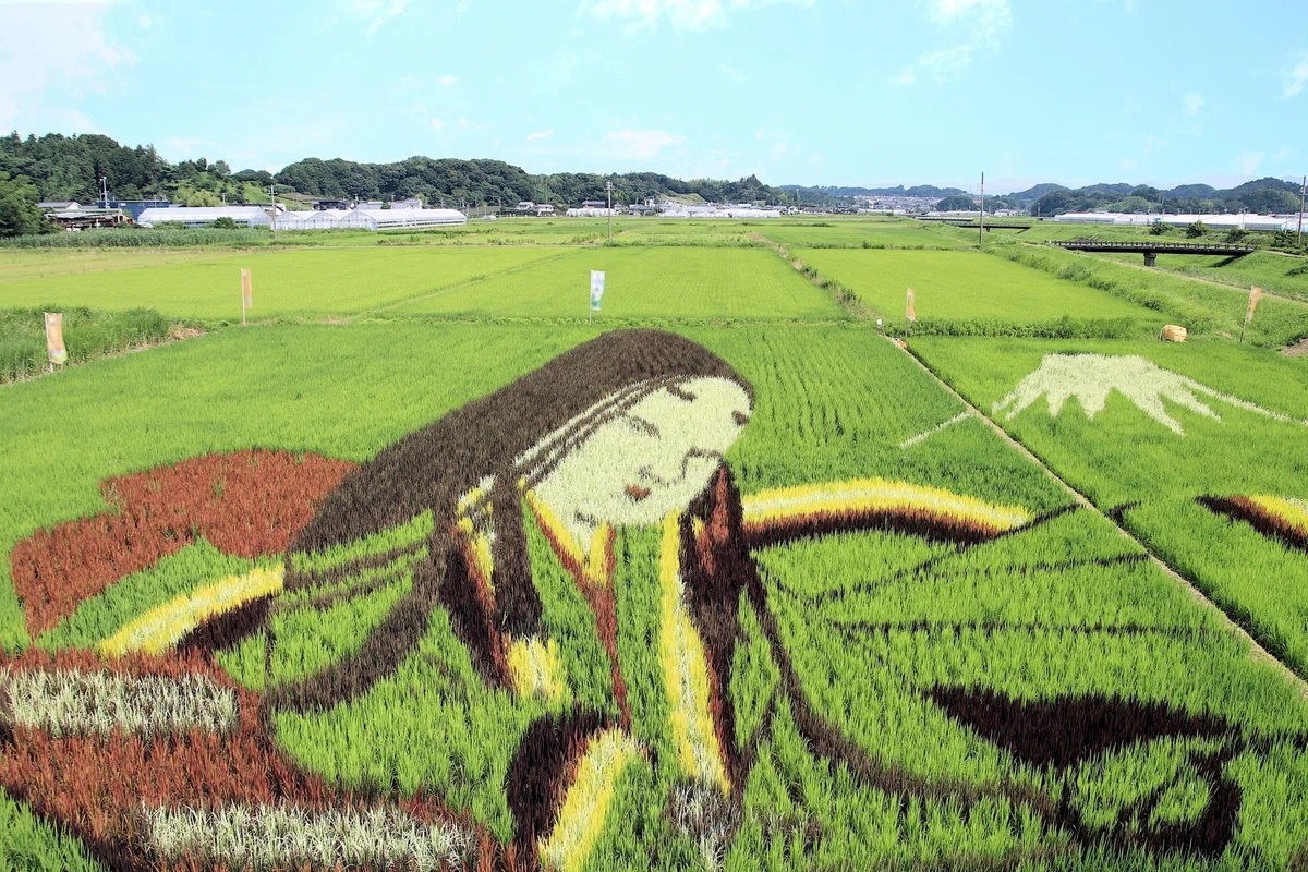 Paddy Rice Color The More It Ripens, the More the Art Shines: A Tour of 'Rice Paddy Art ...