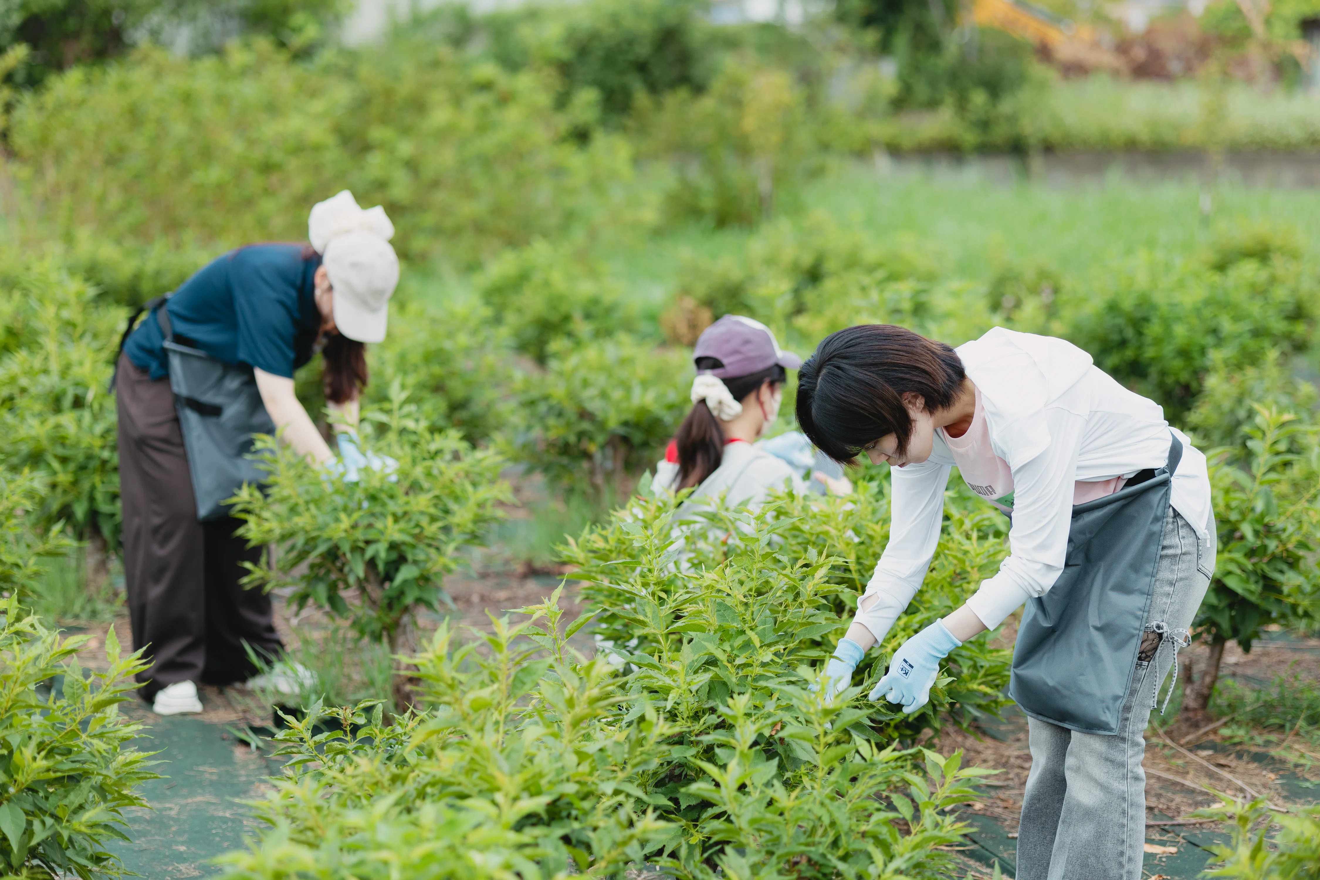 Nihon University students revisit Nishi-Izu. A day of serious ...