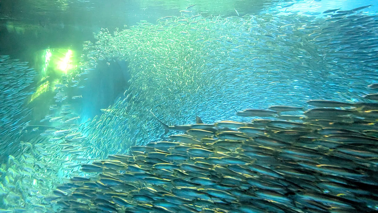 圧倒的「密」な巨大水槽で魚たちにガン見されてきた（横浜・八景島シー
