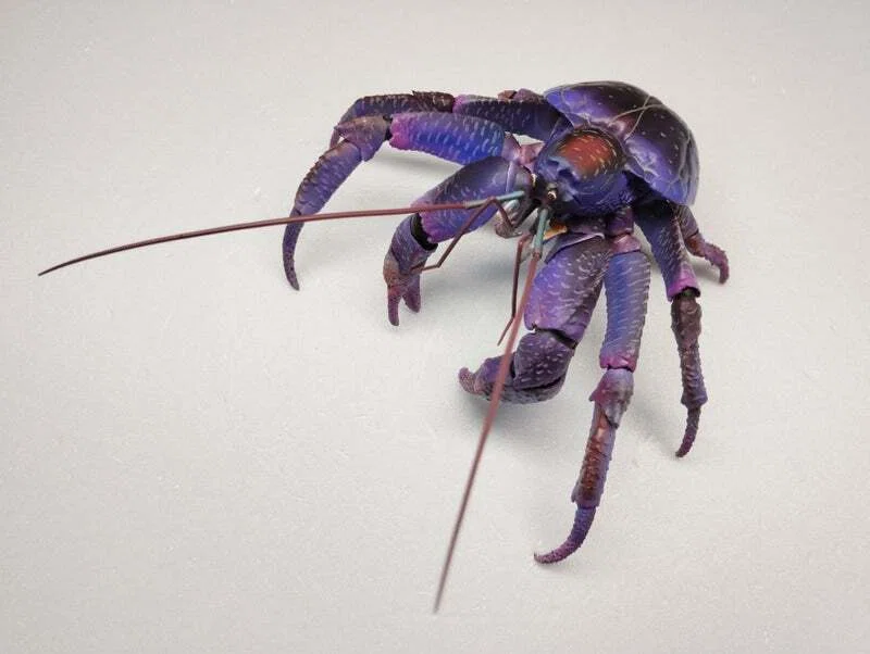 いきもの大図鑑プレミアム ヤシガニパープルカラー｜魚道部！/ 剥製師