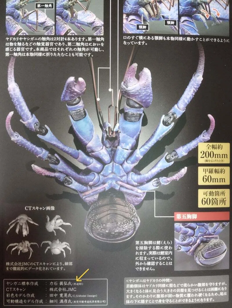 u*d様 現地土産品 ヤシガニ 剥製 標本 約50センチ いきもの大図鑑プレミアム ヤシガニパープルカラー｜魚道部！/ 剥製師