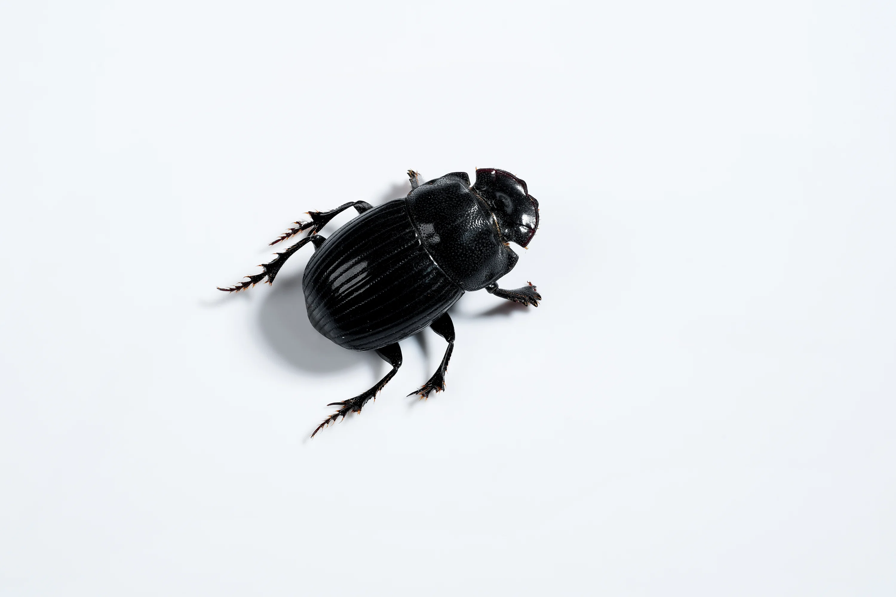 ゴホンダイコクコガネの標本写真｜ちいさな島
