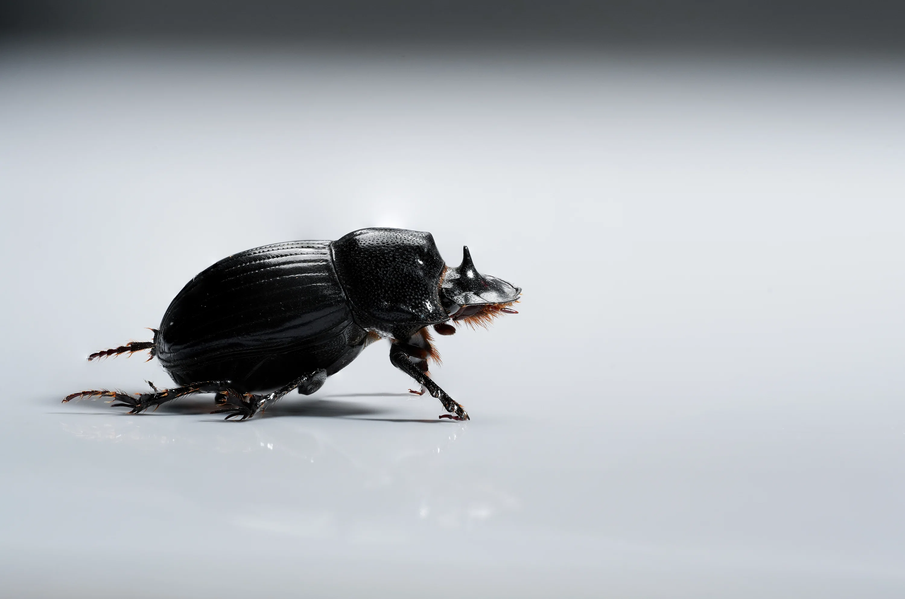 ゴホンダイコクコガネの標本写真｜ちいさな島