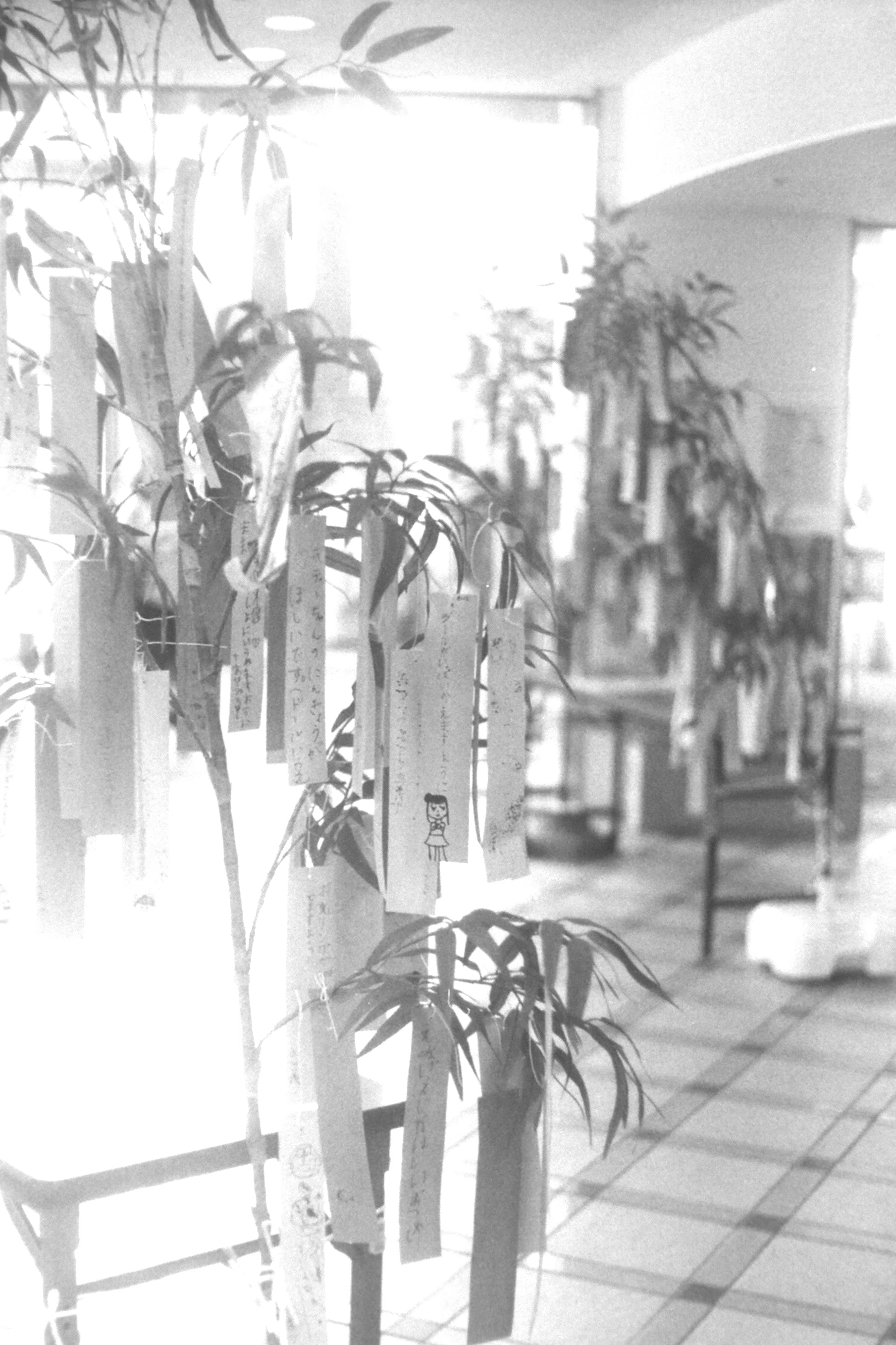 AGFA Karat 36 v2 ◑ Schneider-Kreuznach Xenon50mmF2｜いつかどこかで
