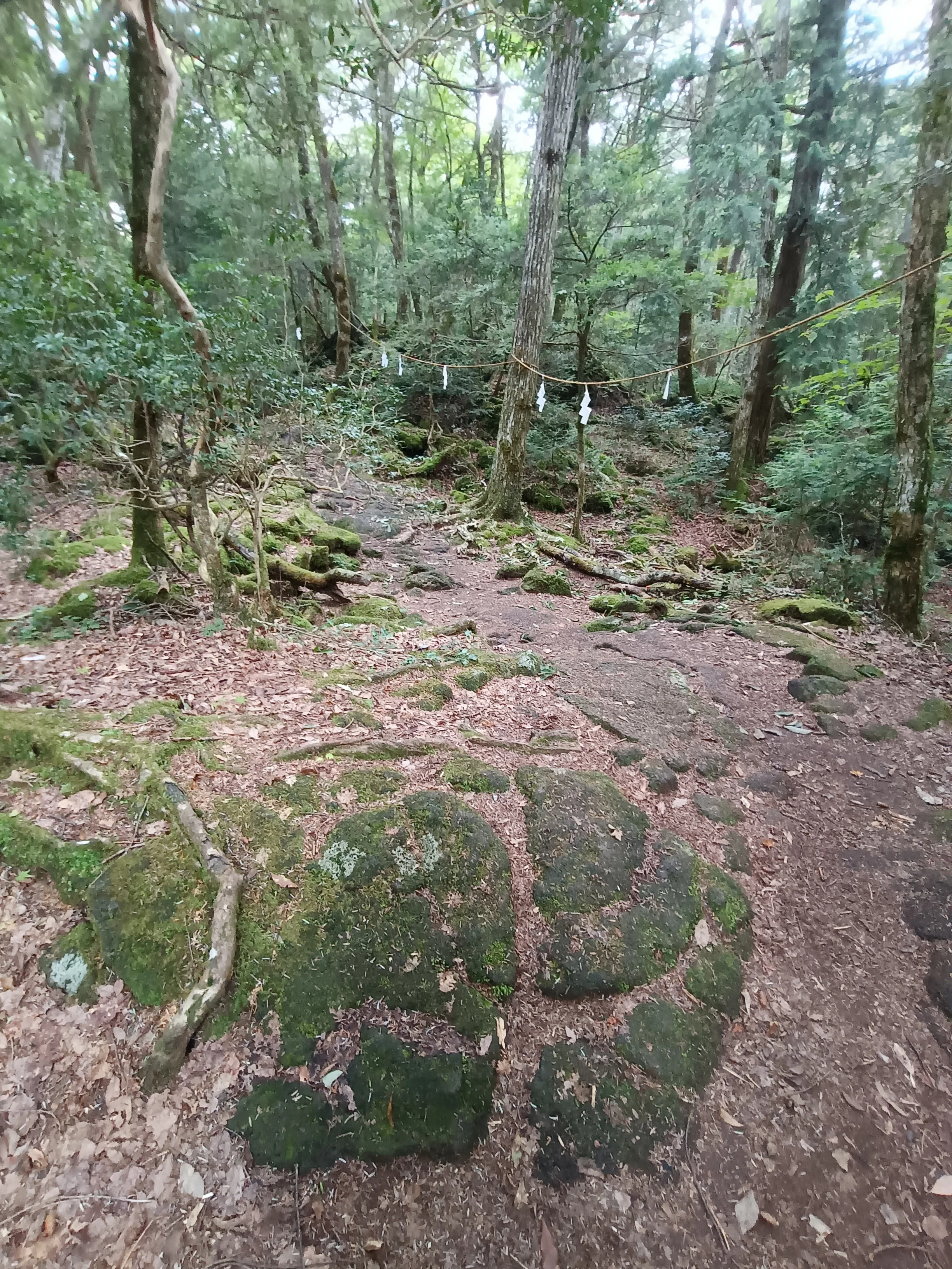 龍のすみか！？竜宮洞穴｜剗海神社｜富士山のふもとで、神様に会いに