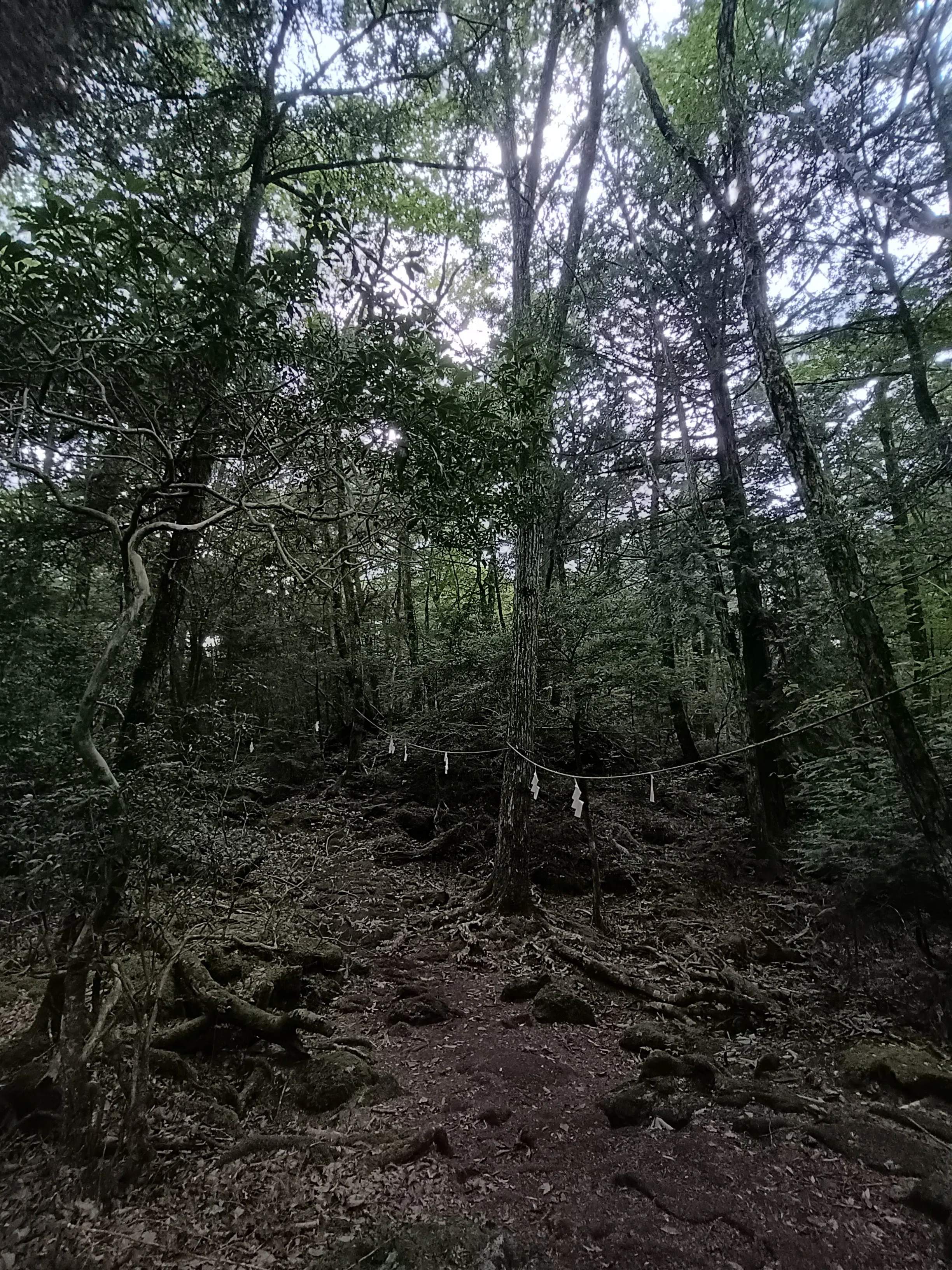 龍のすみか！？竜宮洞穴｜剗海神社｜富士山のふもとで、神様に会いに