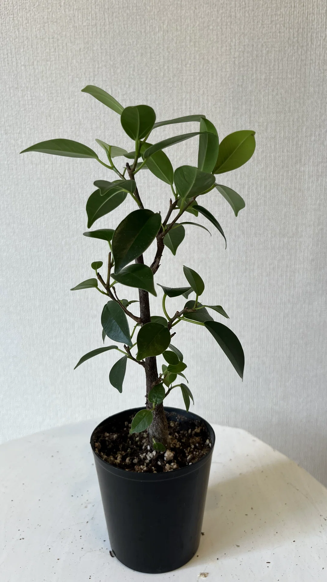 実生のガジュマルを買った｜Home plants note