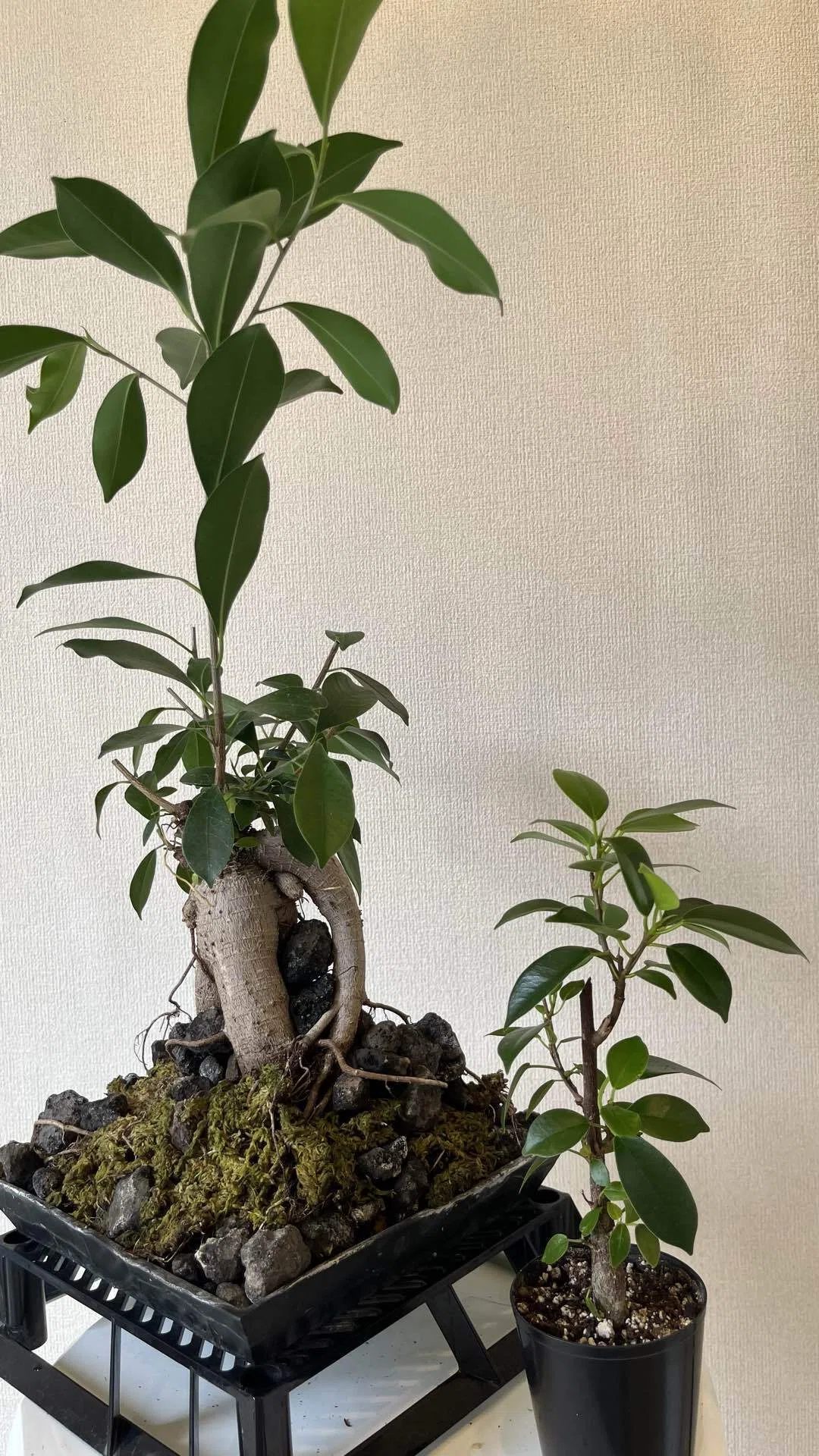 実生のガジュマルを買った｜Home plants note