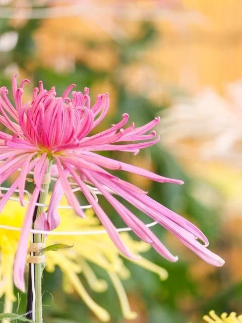重陽｜菊（きく）｜鈴木咲子/ Sakiko Suzuki