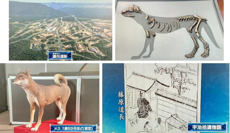 首に銅銭をぶら下げて700キロ、犬はなぜ伊勢神宮へ旅したのか