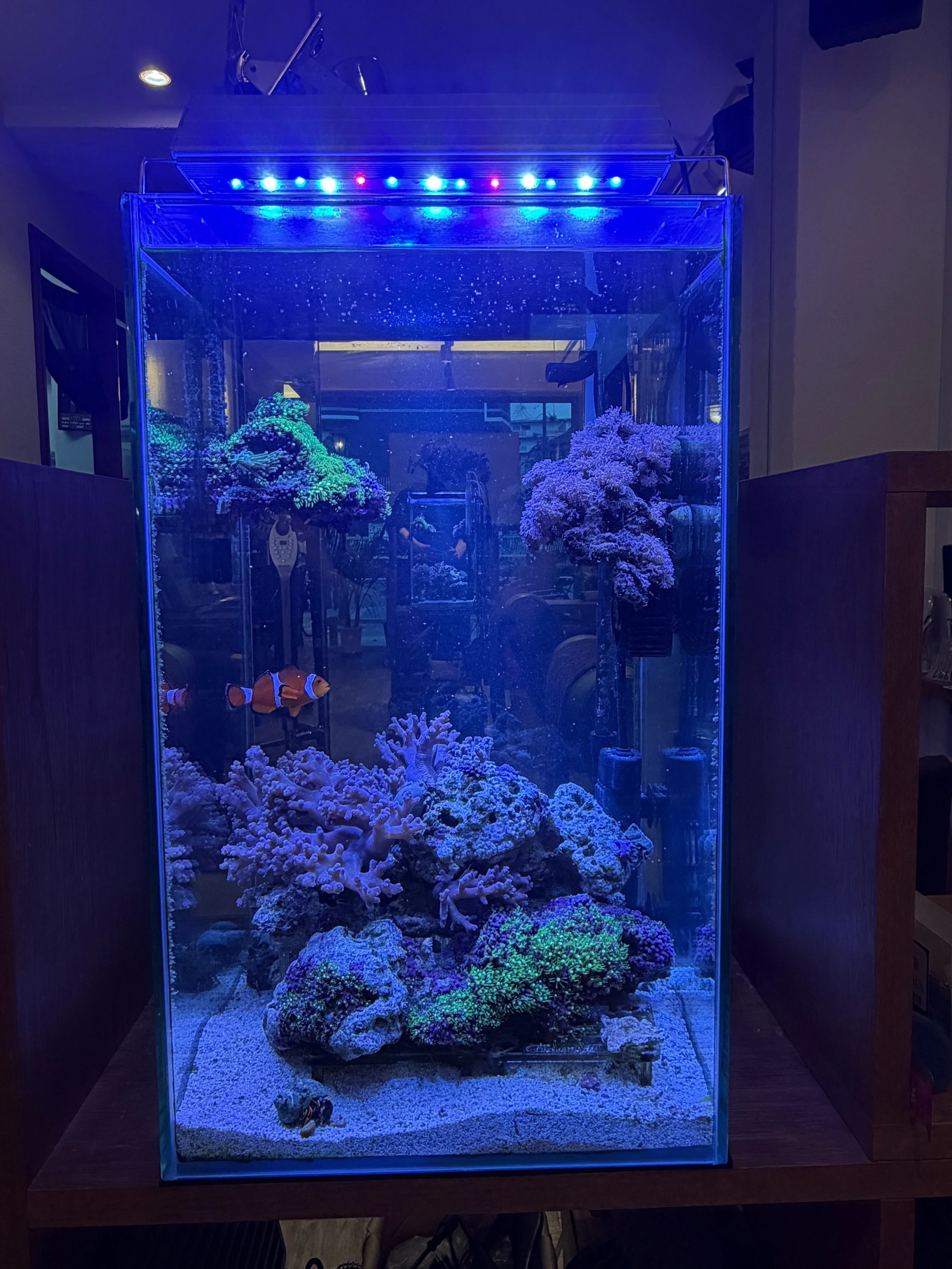 水換え後の水槽｜st-aqua｜30cm海水水槽