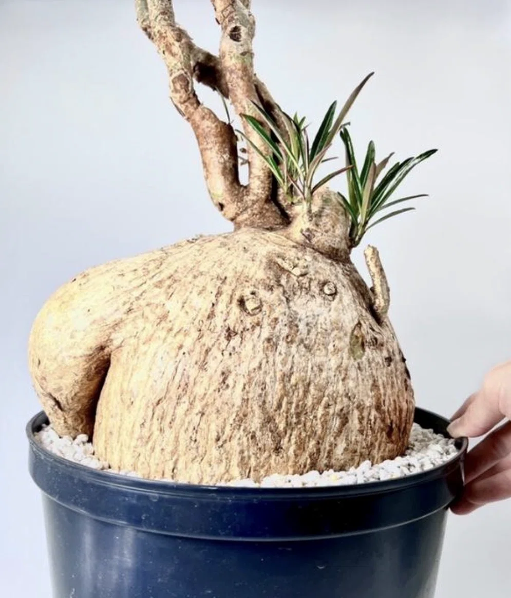 666円から販売中】ダルマみたいな植物を、小苗から育てる。 アデニウム