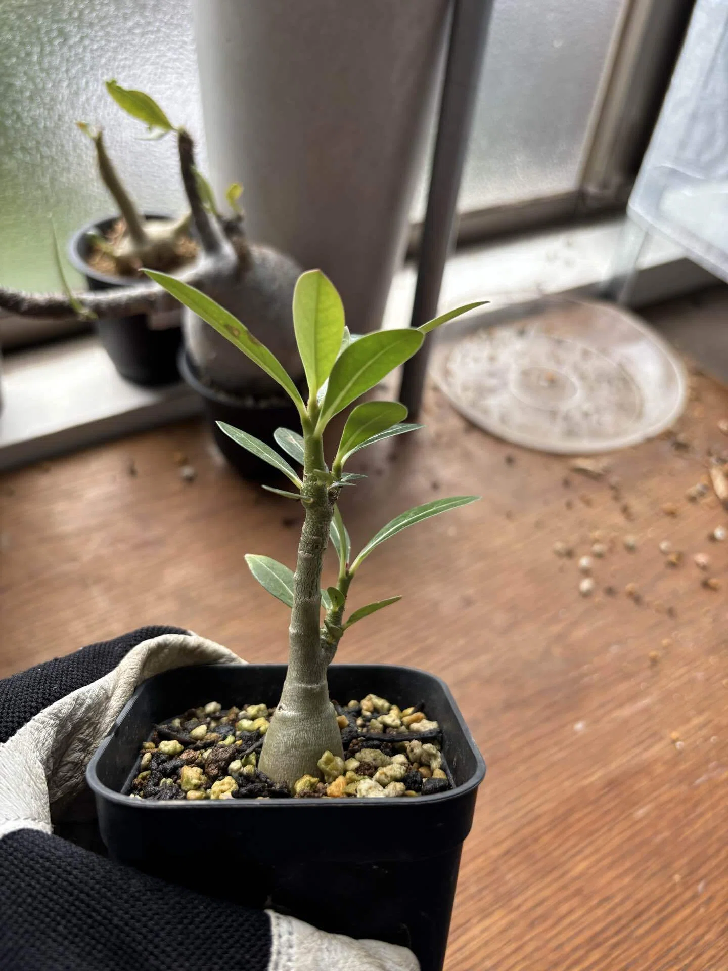 666円から販売中】ダルマみたいな植物を、小苗から育てる。 アデニウム