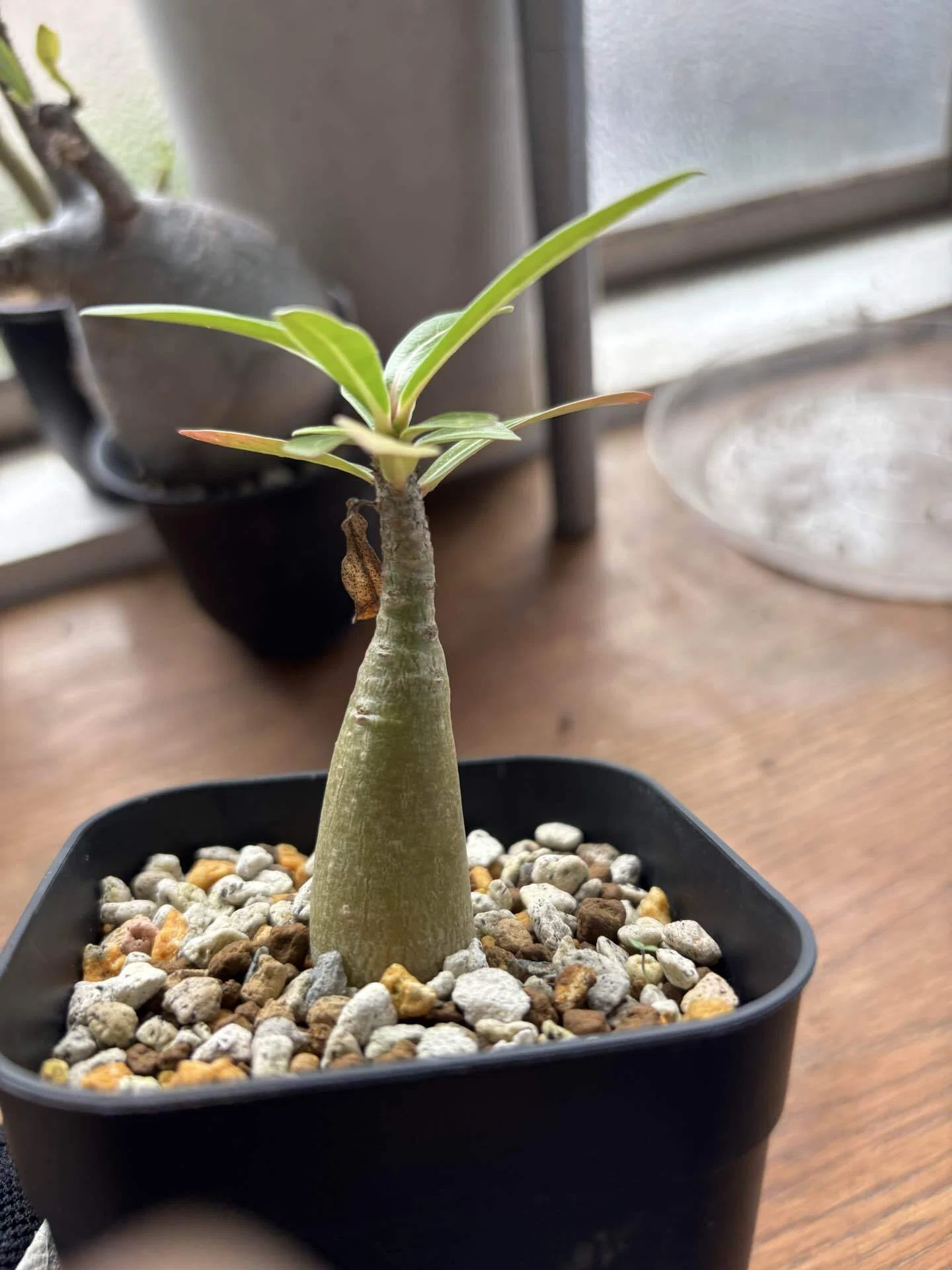 666円から販売中】ダルマみたいな植物を、小苗から育てる。 アデニウム