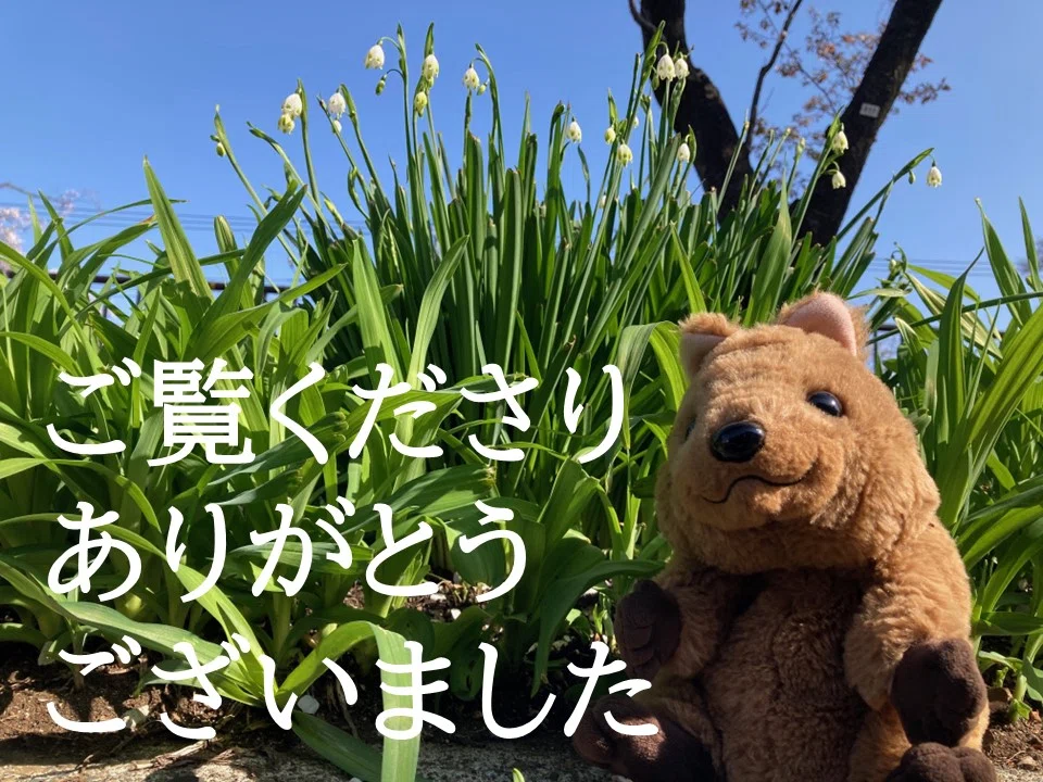 花壇の植物が白い可憐な花をたくさんつけています。その植物のたもとから、クオッカのパペットがお礼を申し上げます。お読みくださり、ありがとうございました。