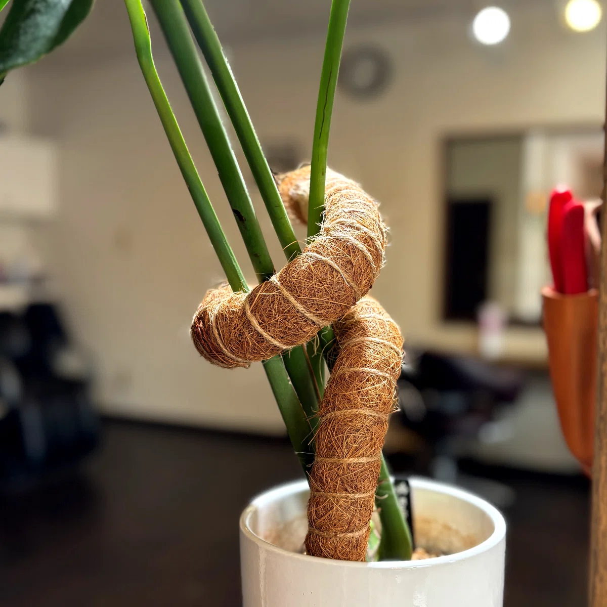 グリーンライフ】趣味の植物図鑑 File.03｜モンステラの育て方・水陸両
