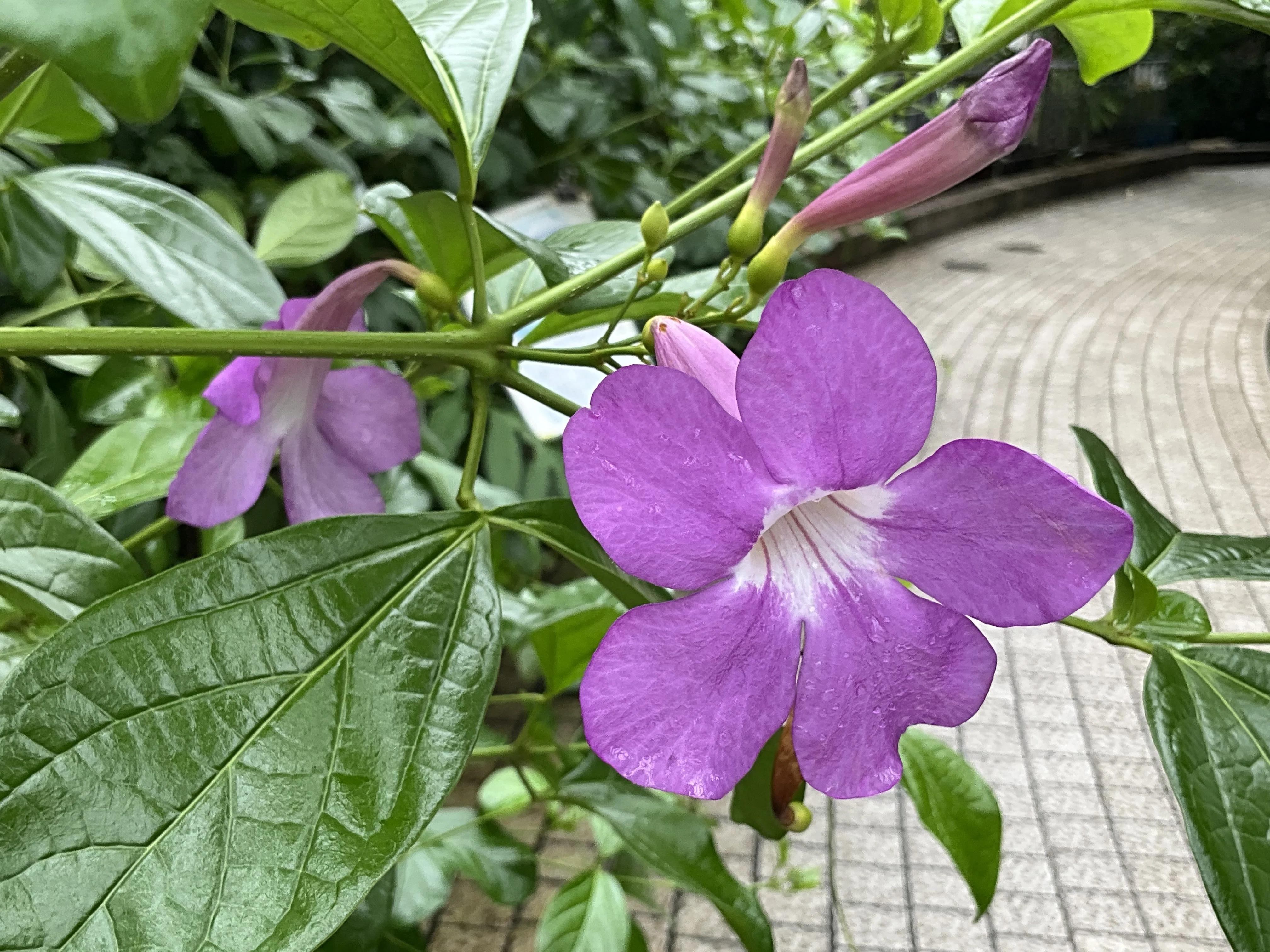 ビグノニア・マグニフィカ（京都府立植物園）：2026年9月14日（月