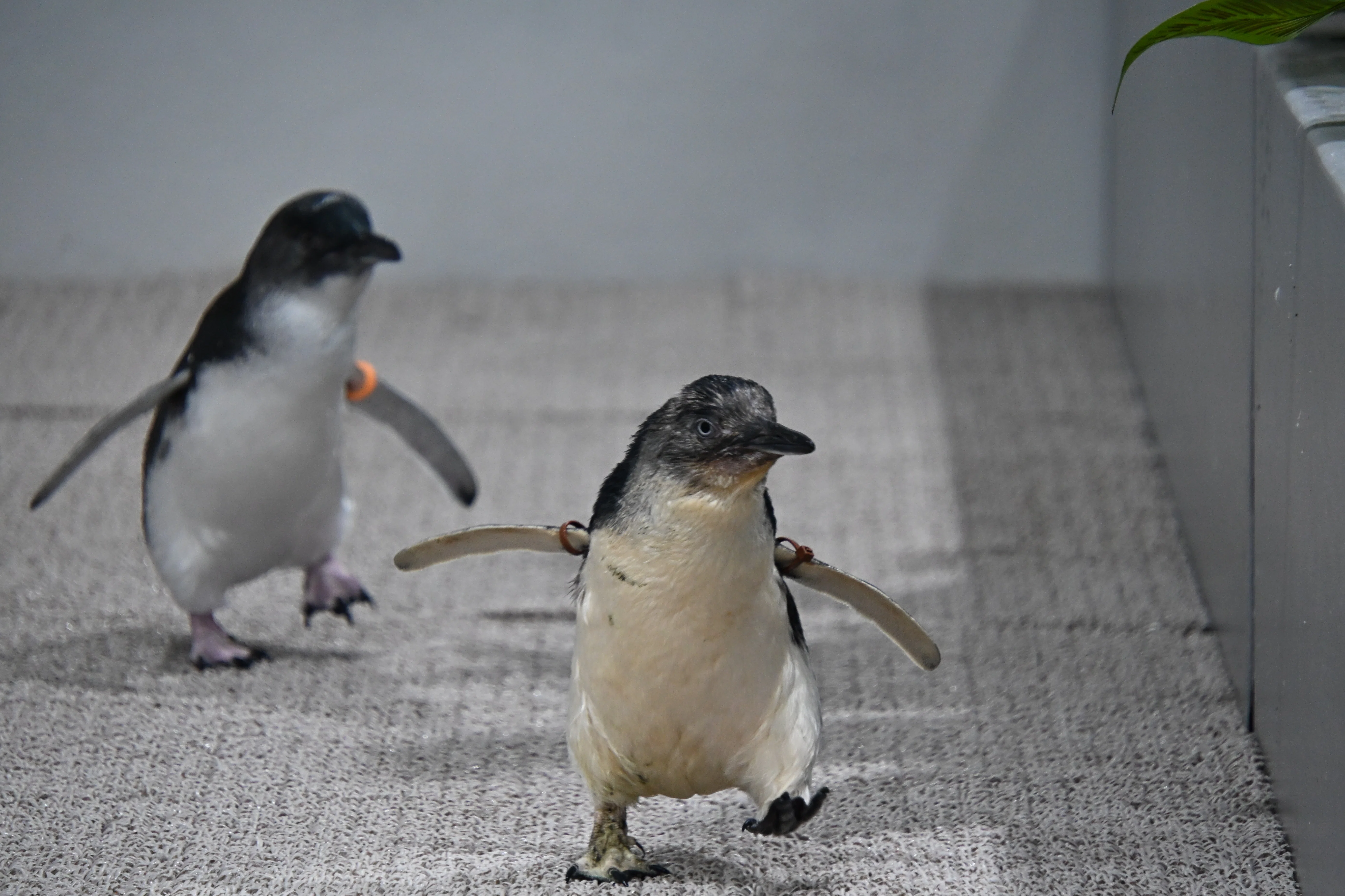 20260907-0908_AOAO SAPPORO（2/2）【Nikon Z50IIと水族館】｜山ネズミ