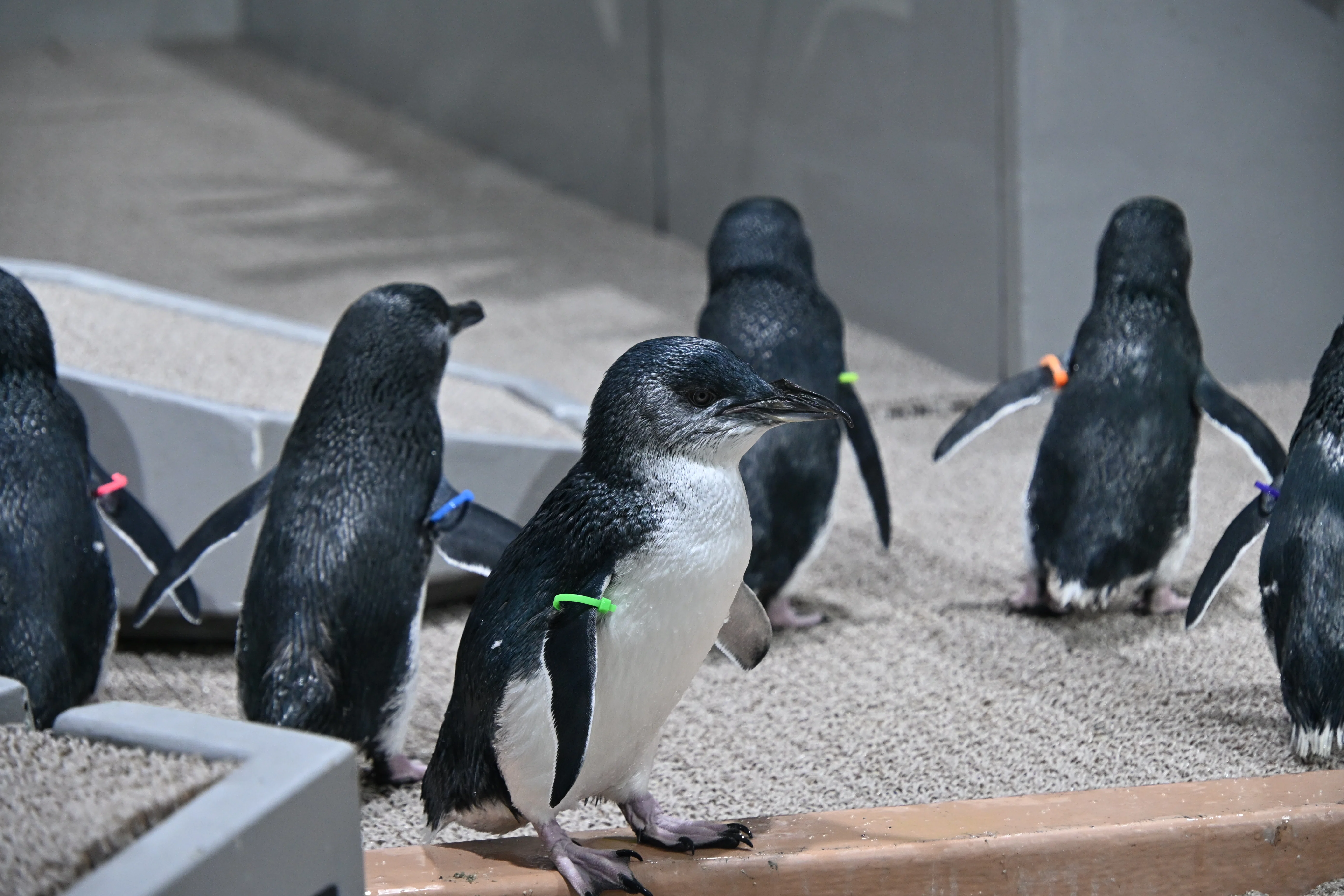20260907-0908_AOAO SAPPORO（2/2）【Nikon Z50IIと水族館】｜山ネズミ