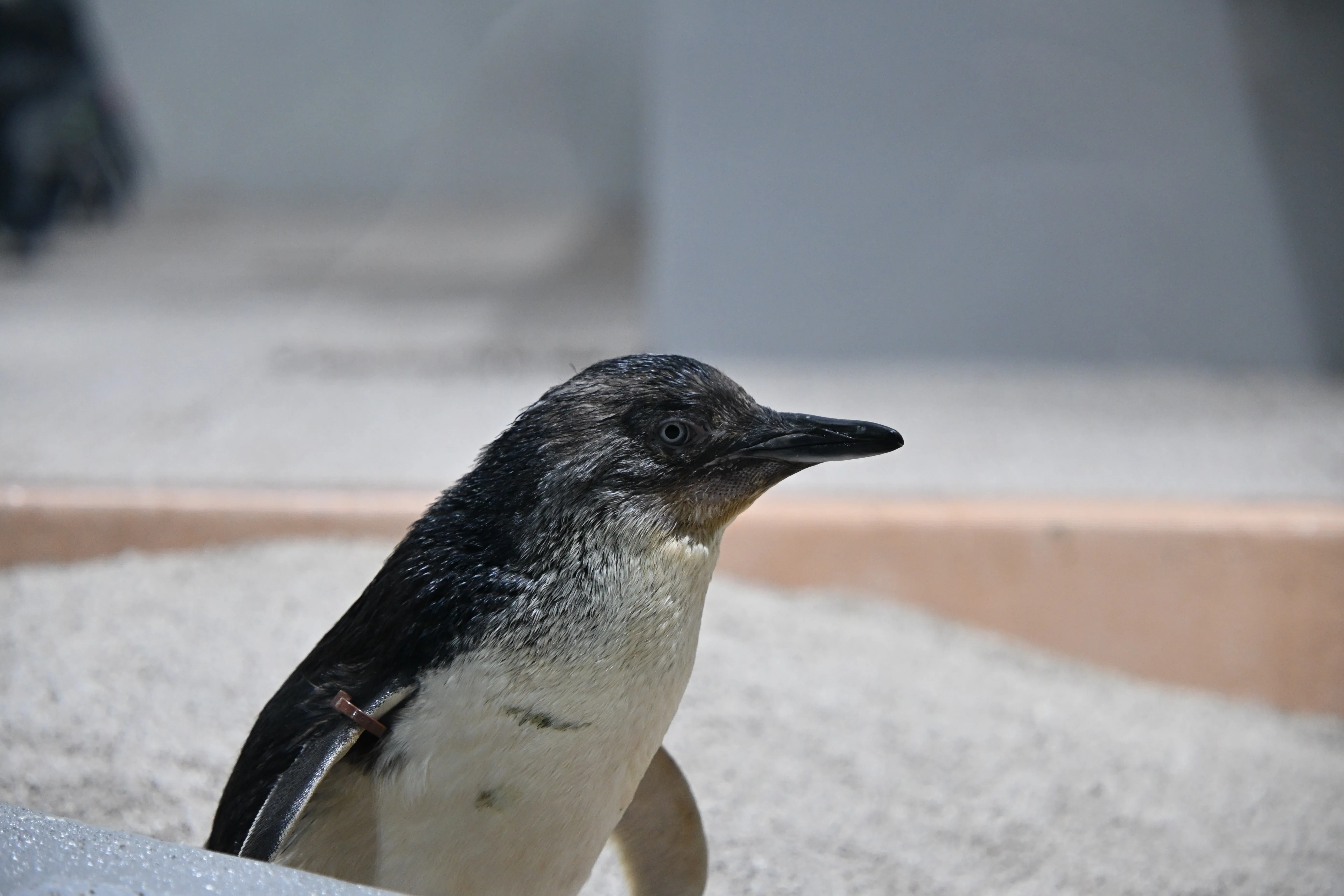 20260907-0908_AOAO SAPPORO（2/2）【Nikon Z50IIと水族館】｜山ネズミ