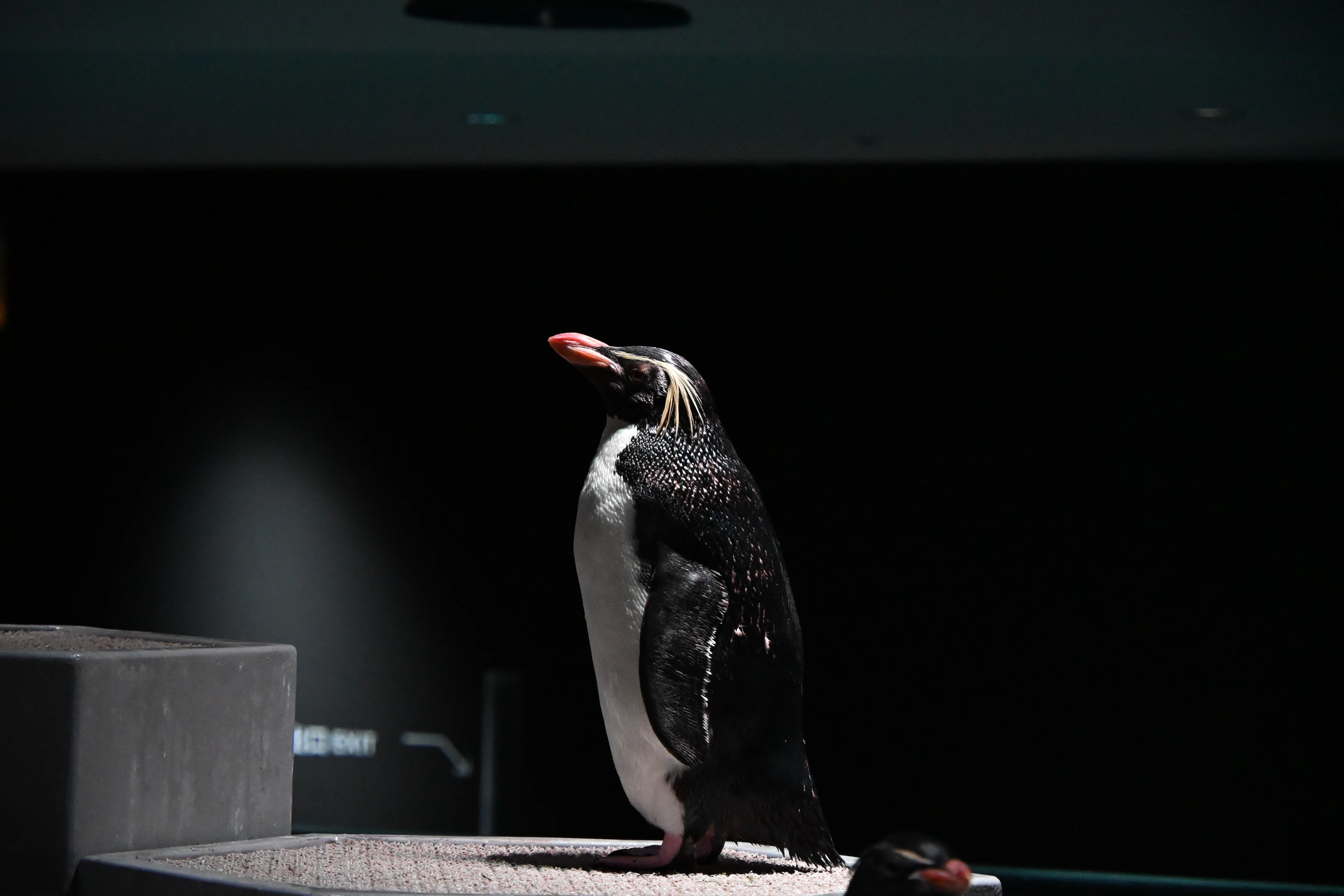 20260907-0908_AOAO SAPPORO（2/2）【Nikon Z50IIと水族館】｜山ネズミ