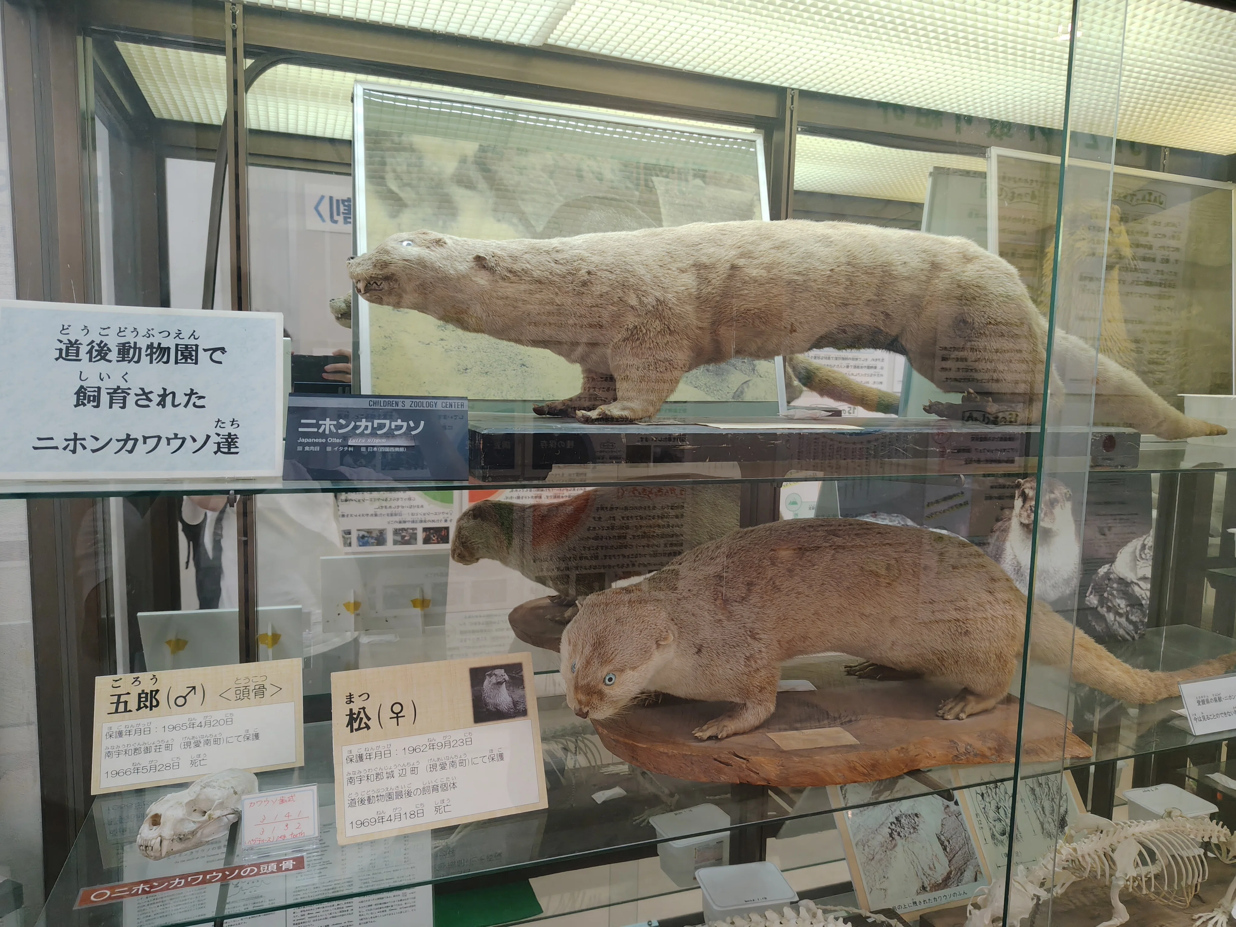 日本野生動物医学会 愛媛大会（2026年度）に参加してきました｜近藤竜