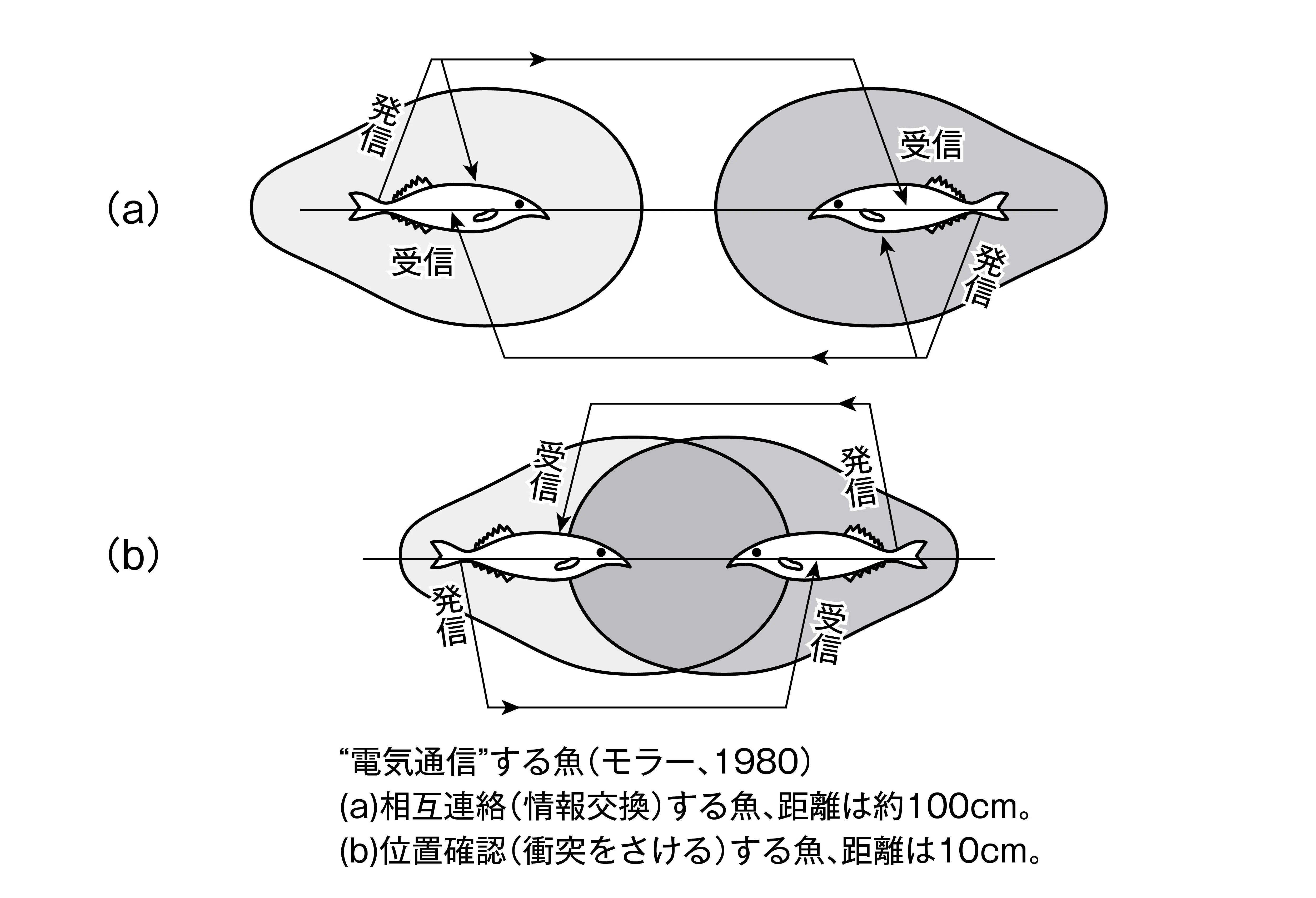 気と意識と脳とエネルギーを読み解いた名著復刊／矢山利彦『気の人間学