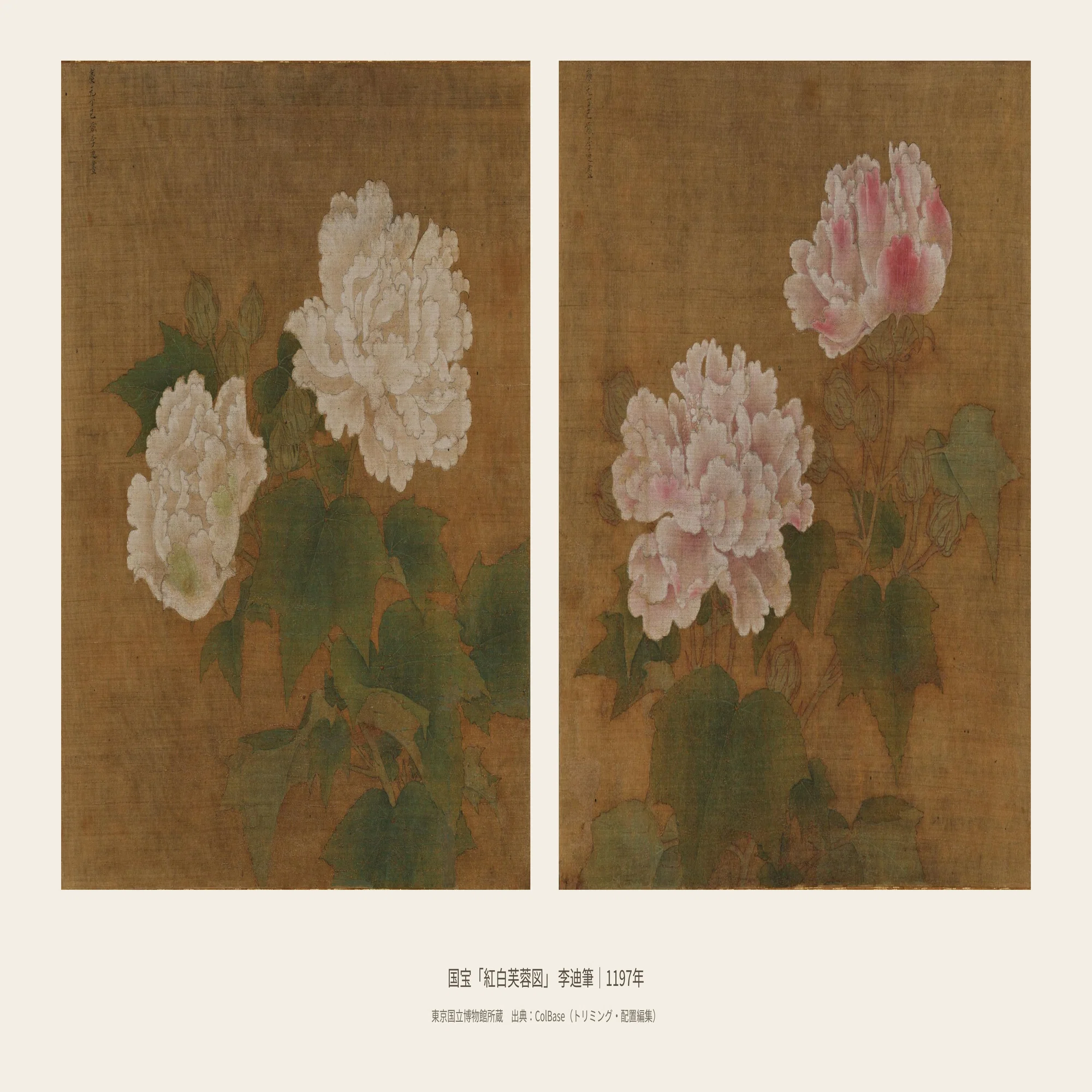 酔芙蓉｜一日の中に、時間が見える花｜ヒロ