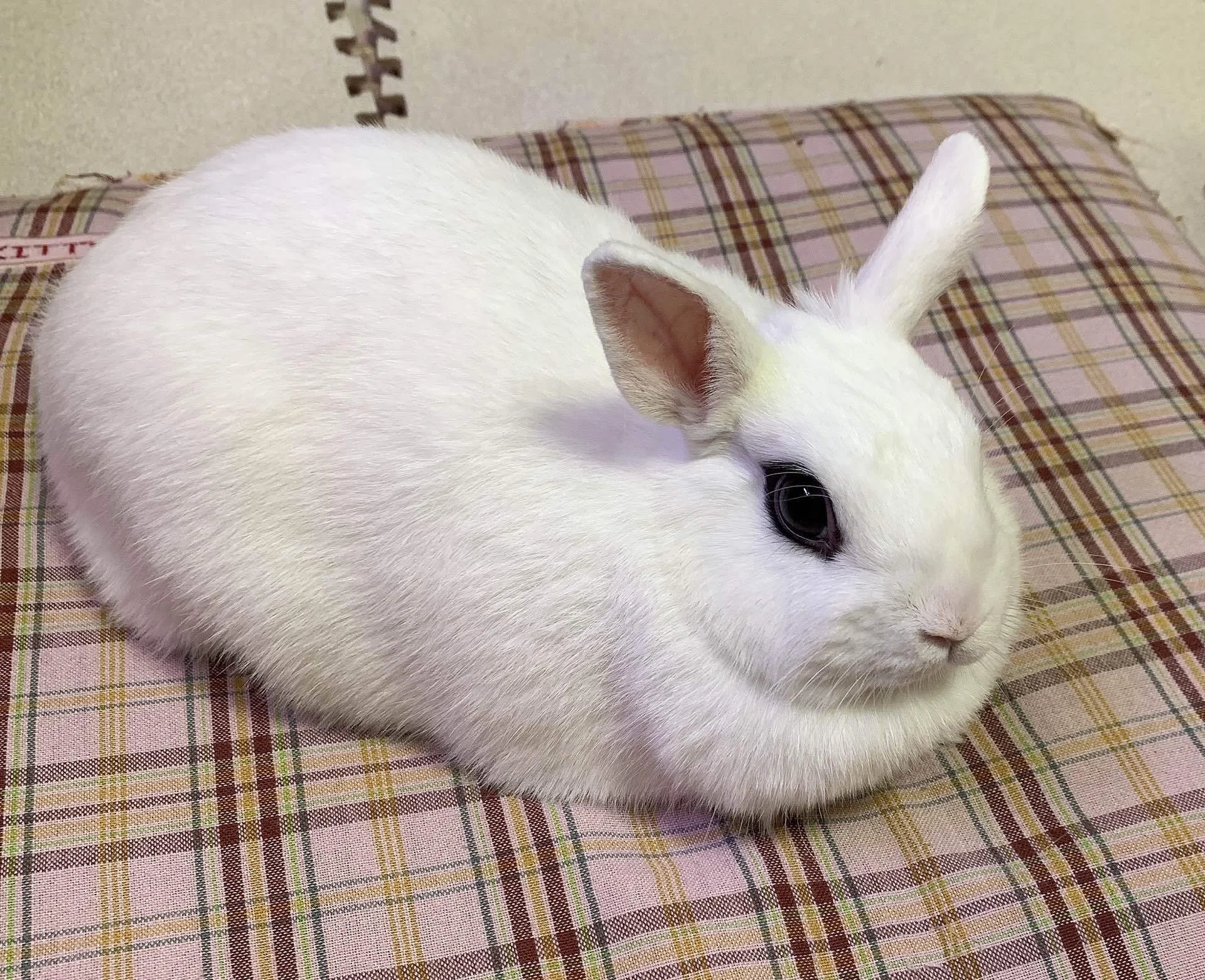 ペット】我が家のうさぎ・パルちゃん図鑑｜りんこ