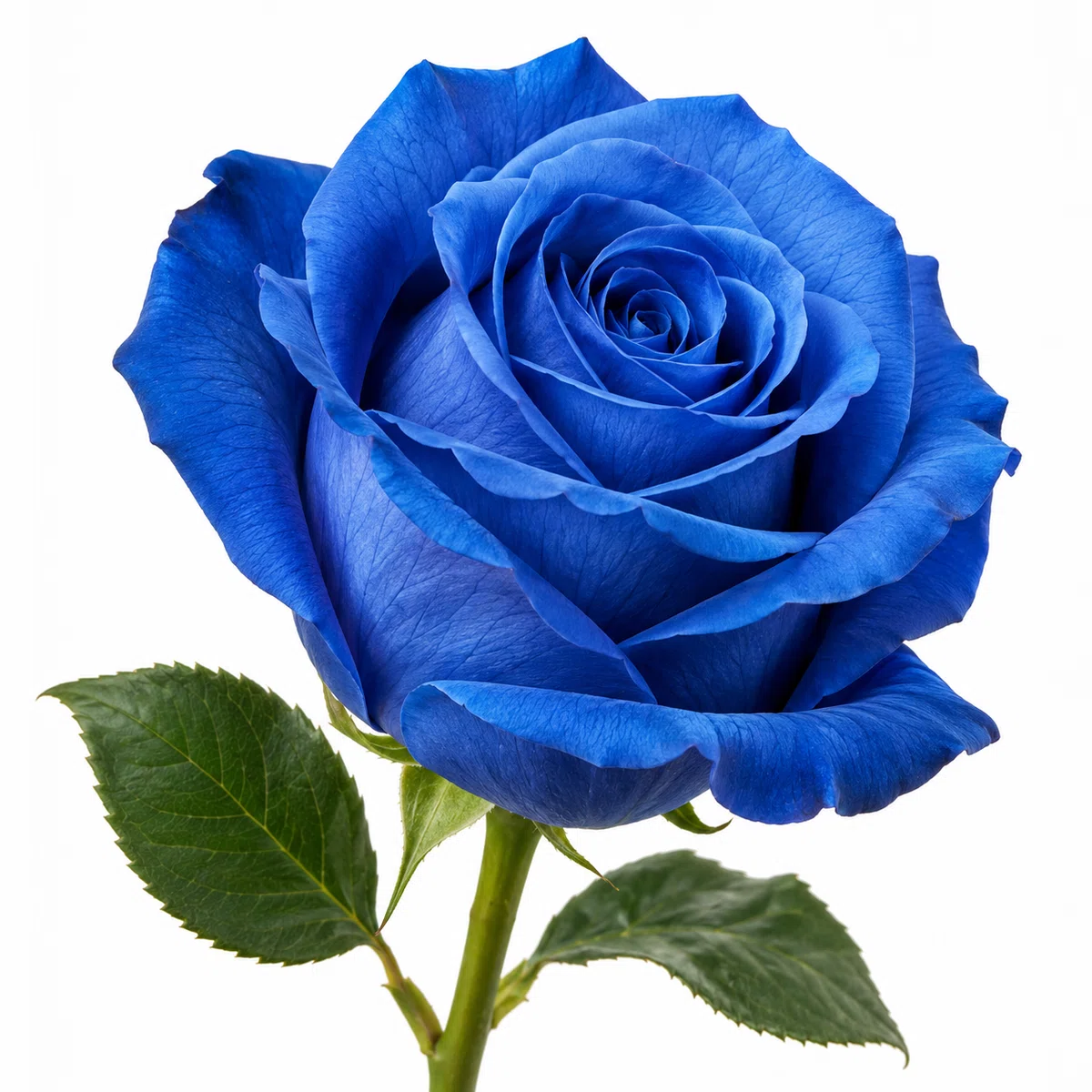 コードで描く青い薔薇のつくり方｜FUJI / Presentation designer