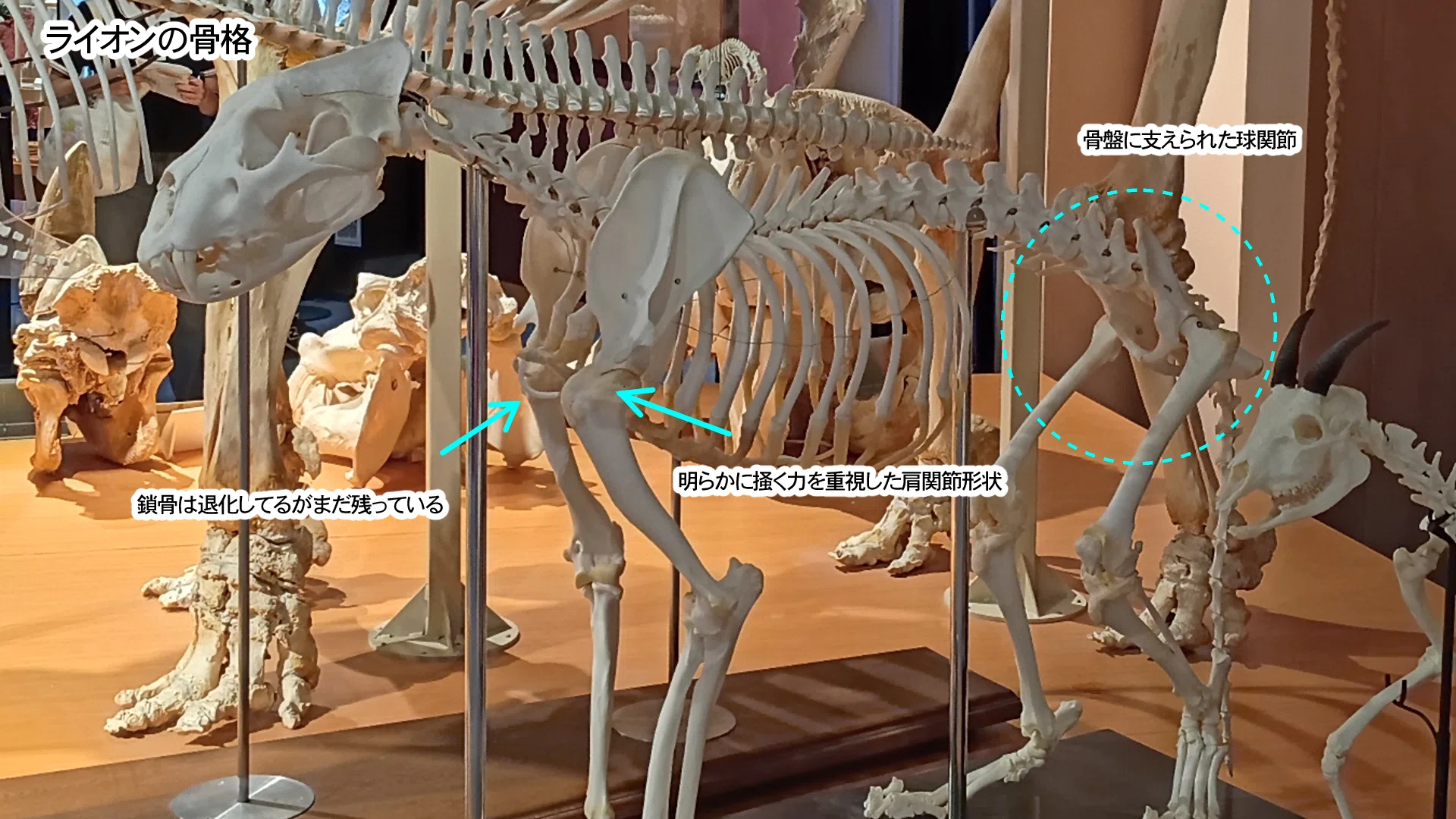 骨格標本観察と概念モデルを使った四足歩行の理解（前編）｜カワウニ