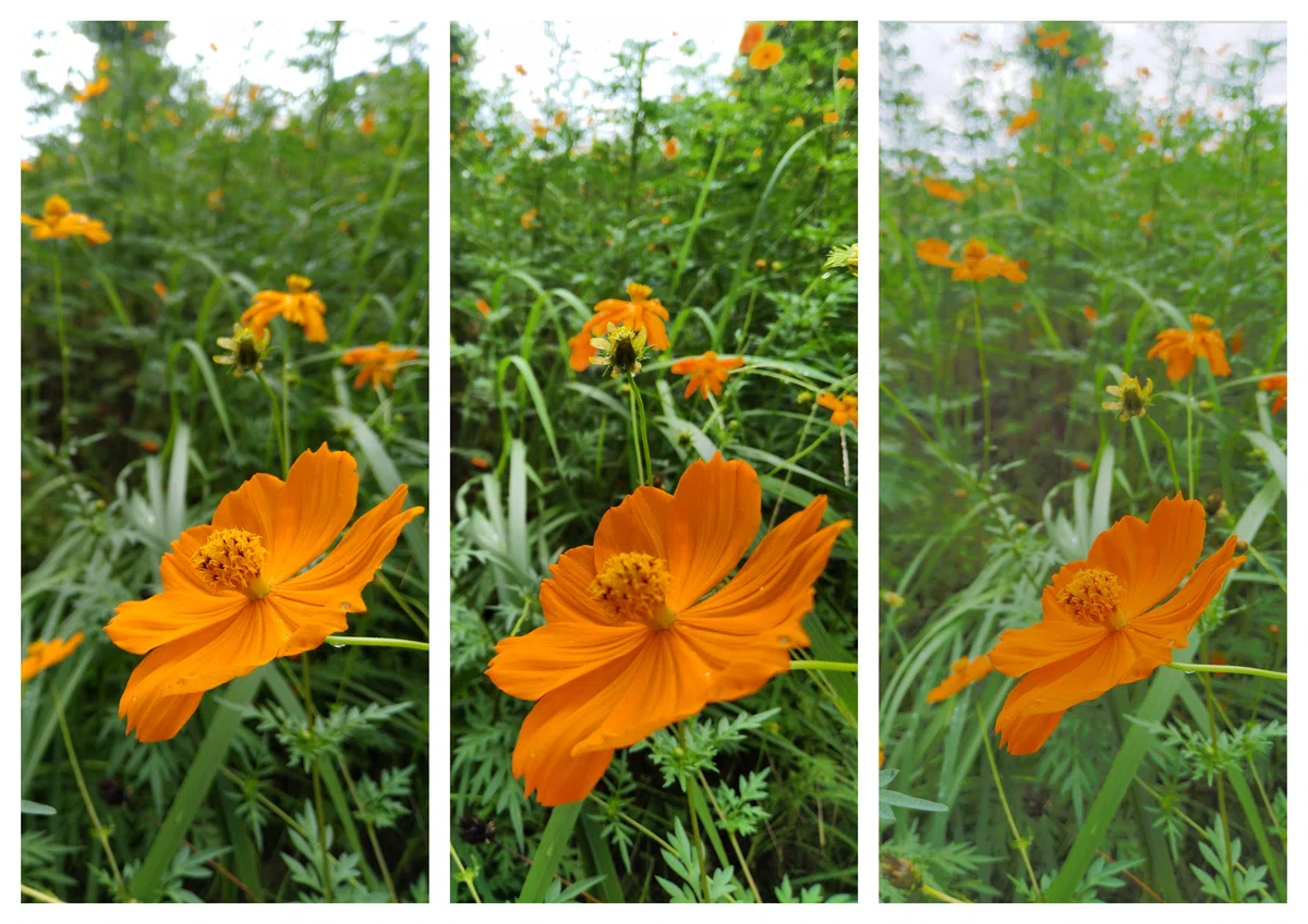 A story about taking a photo walk with a Rakuten mini｜Nero_hiro