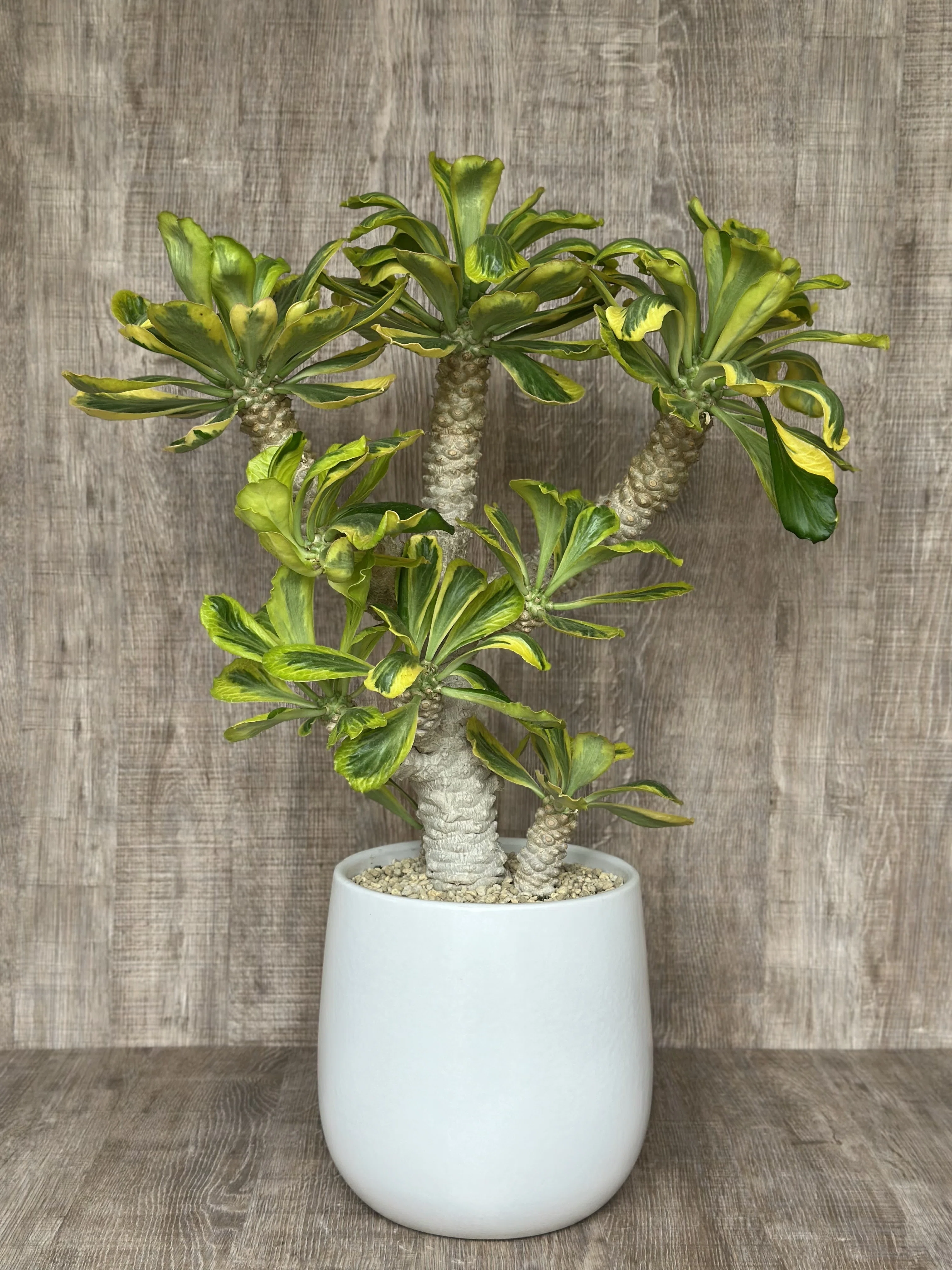 派手派手なユーフォルビア・ポイゾニー錦Euphorbia poissonii f